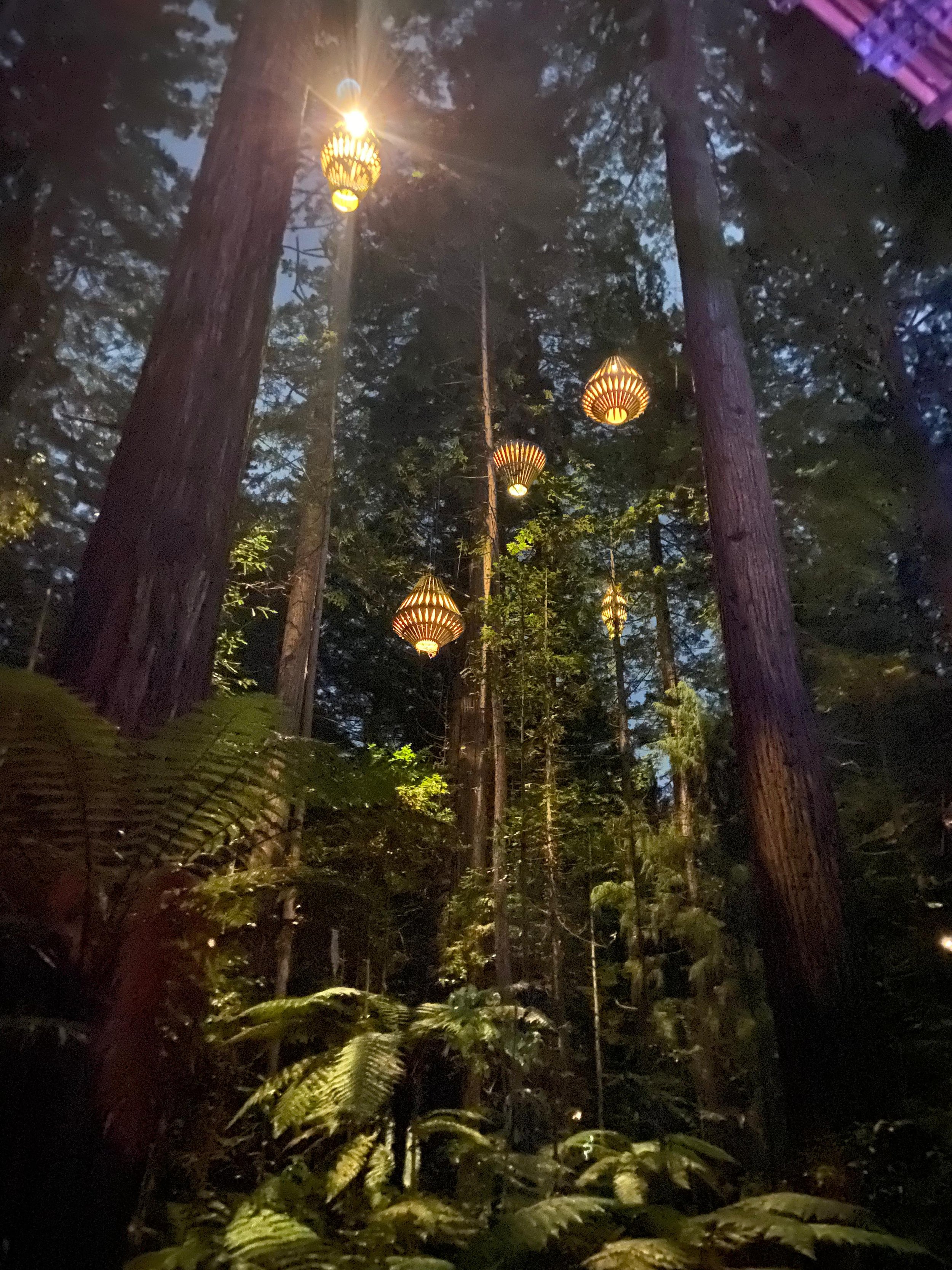 Redwoods Treewalk illuminated at night in Rotorua.