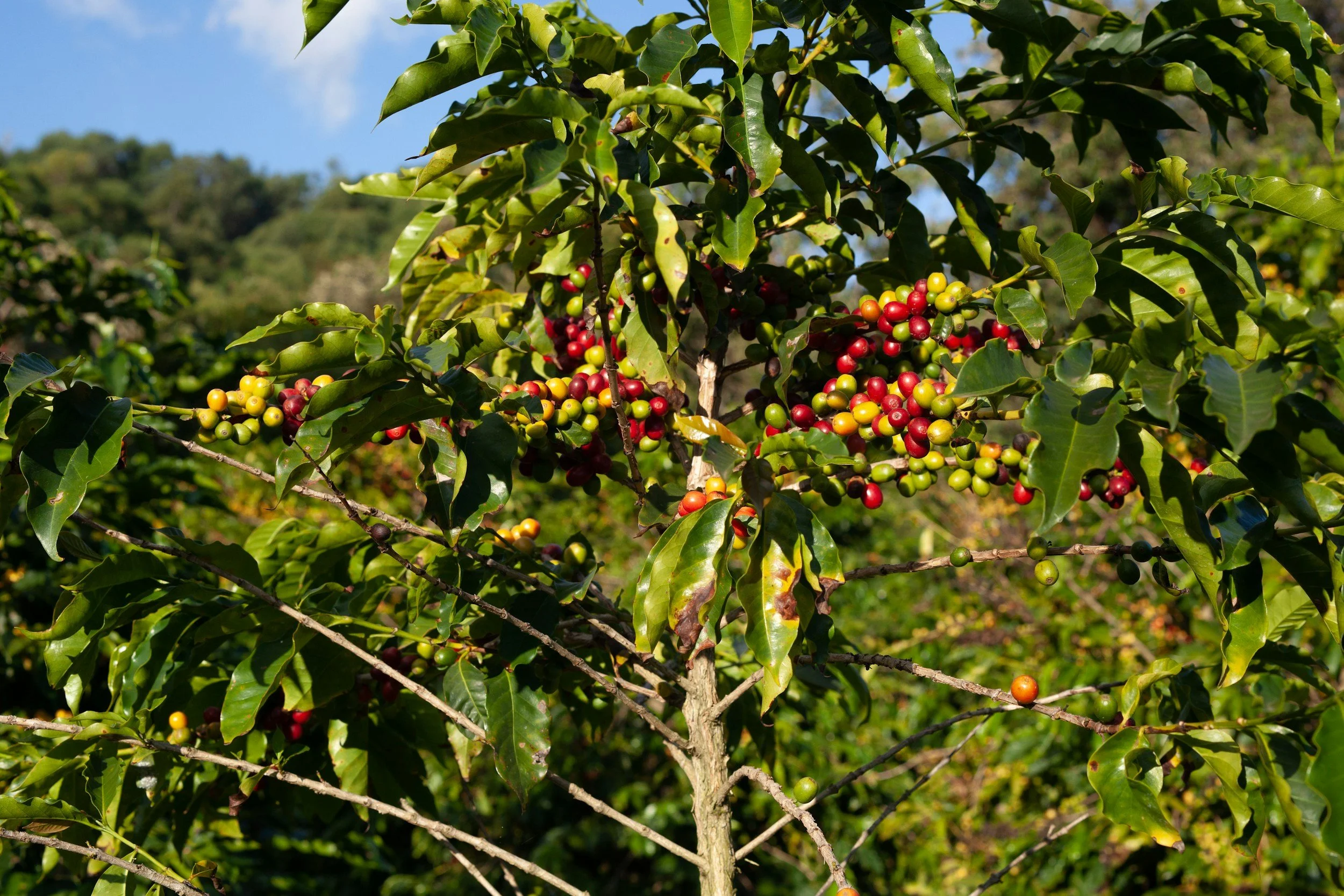 Coffee experience