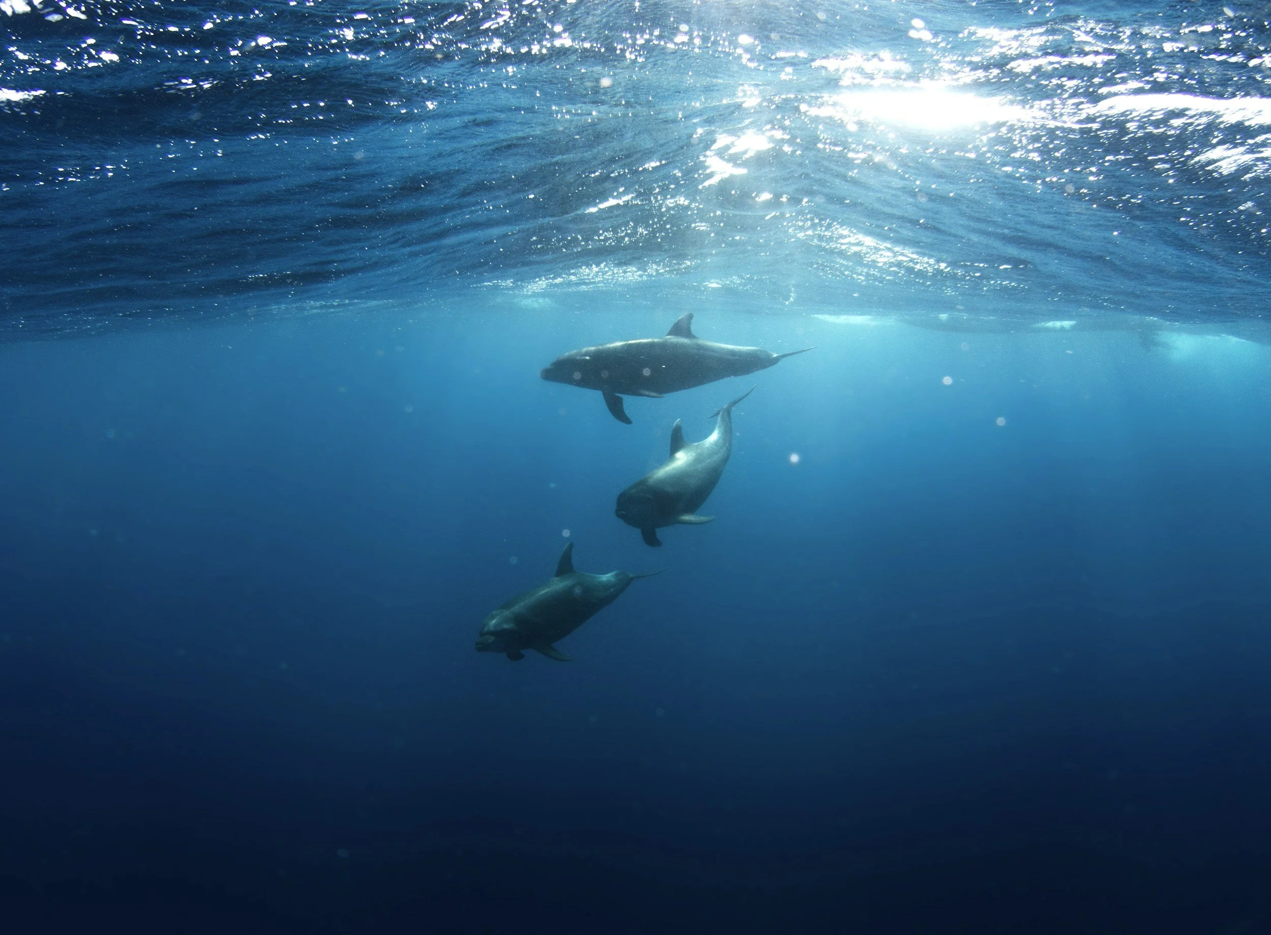 Ocean conservation