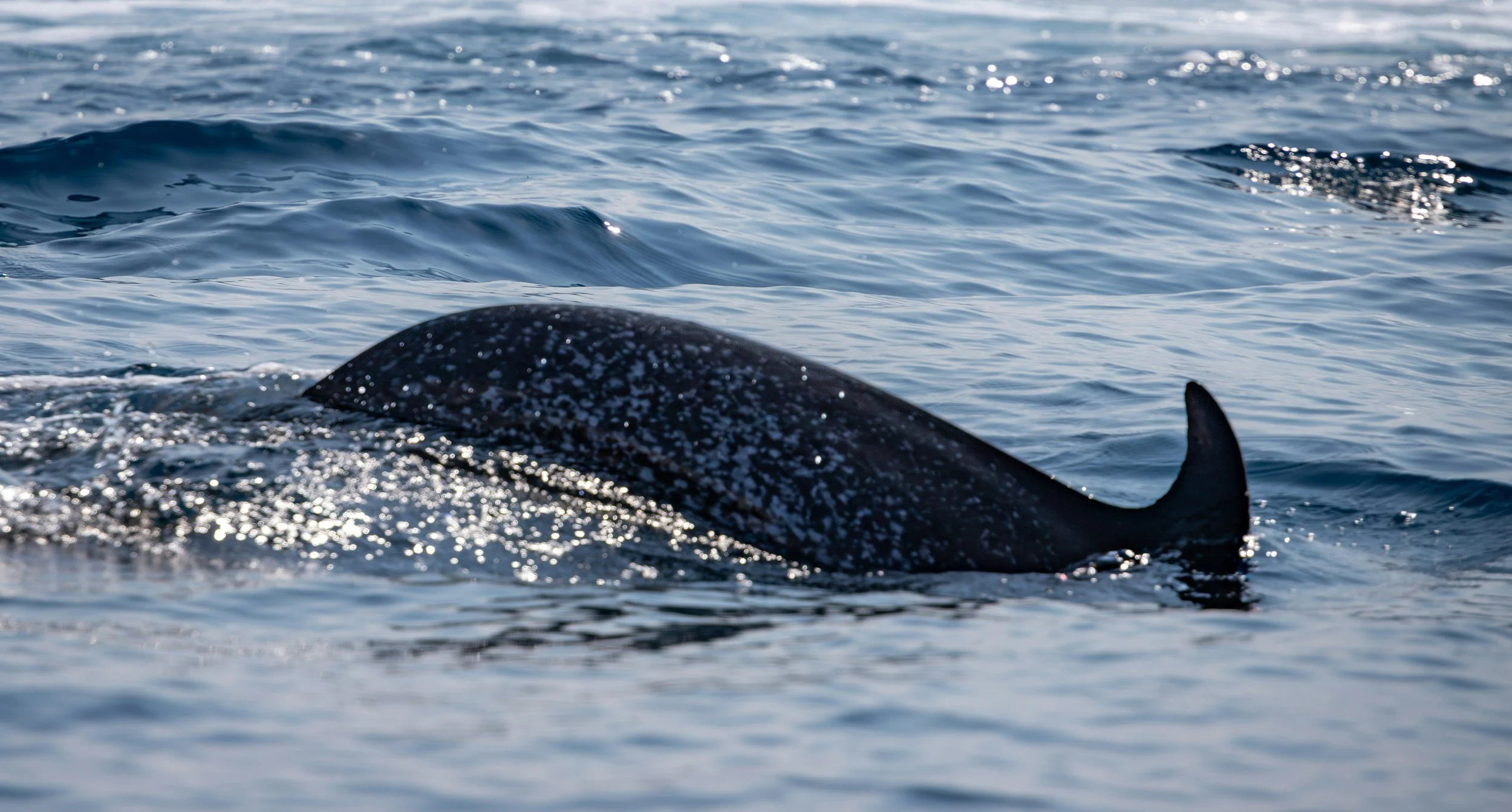 A whale at the surface of the ocean