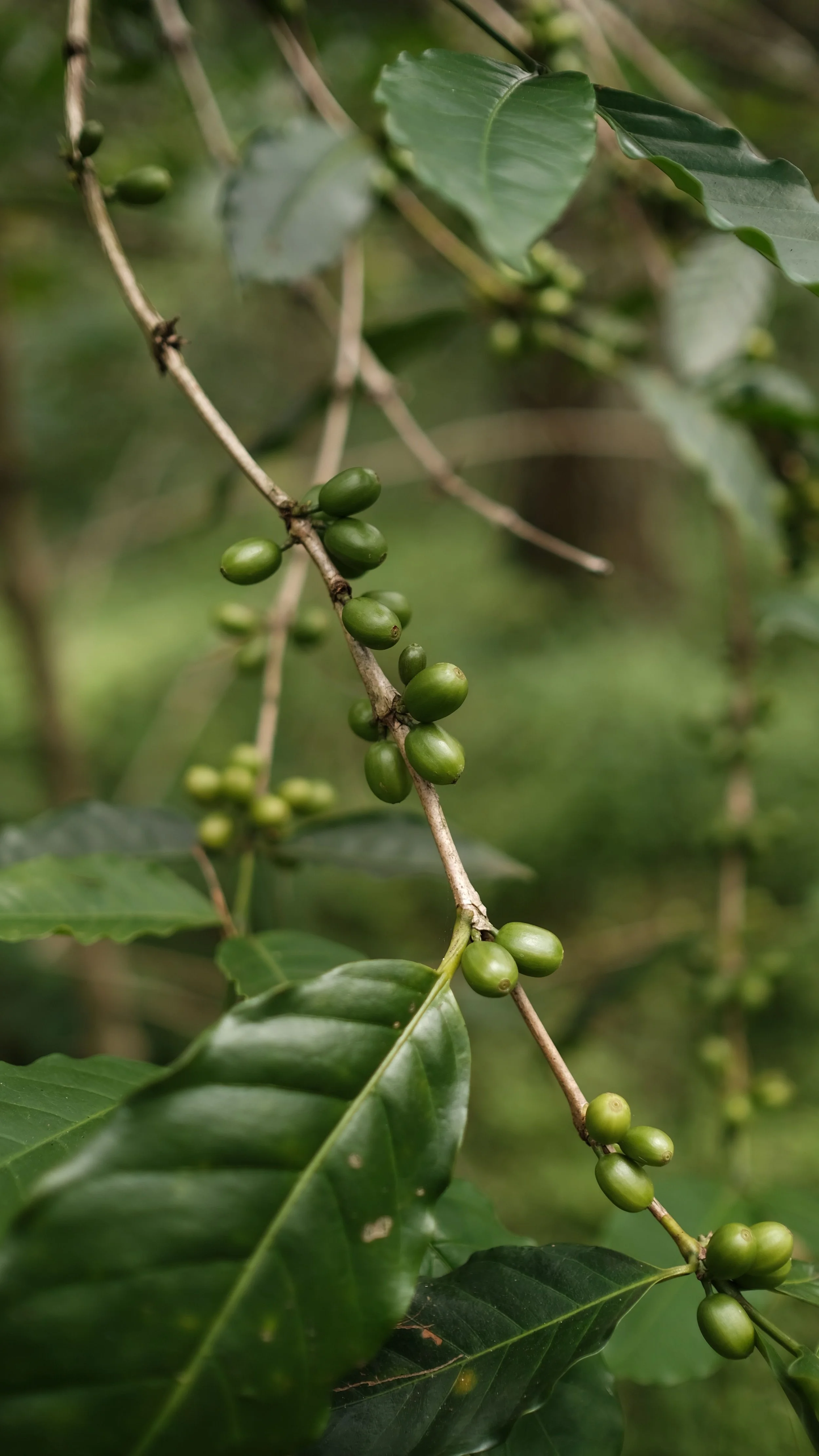 Green coffee cherries growing on a branch with glossy leaves.