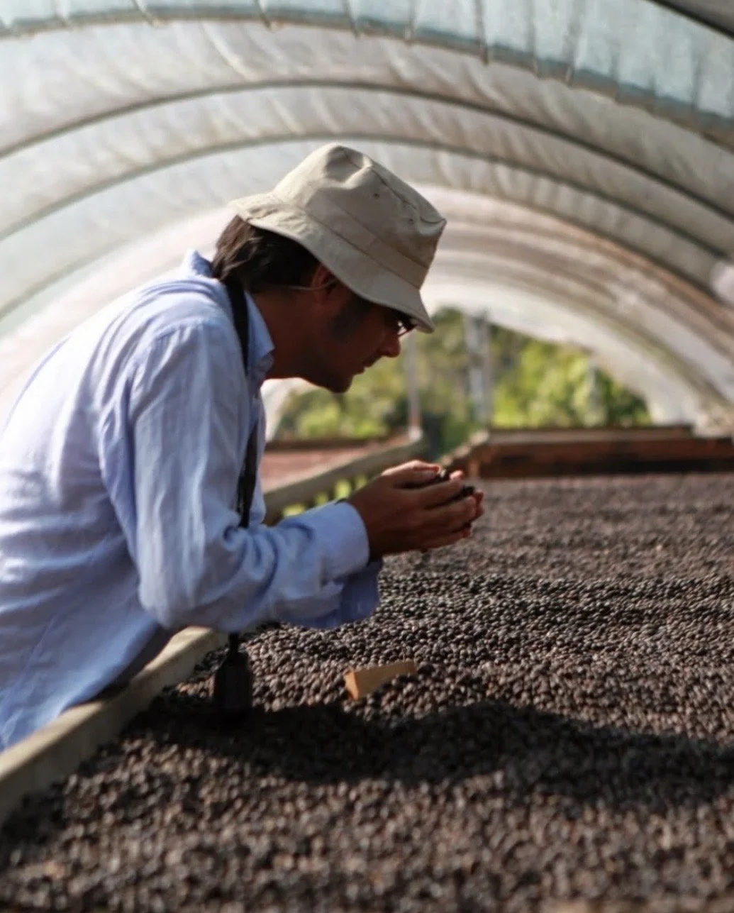 A person wearing a wide-brimmed hat and glasses inspects or measures coffee beans inside a greenhouse-like structure.