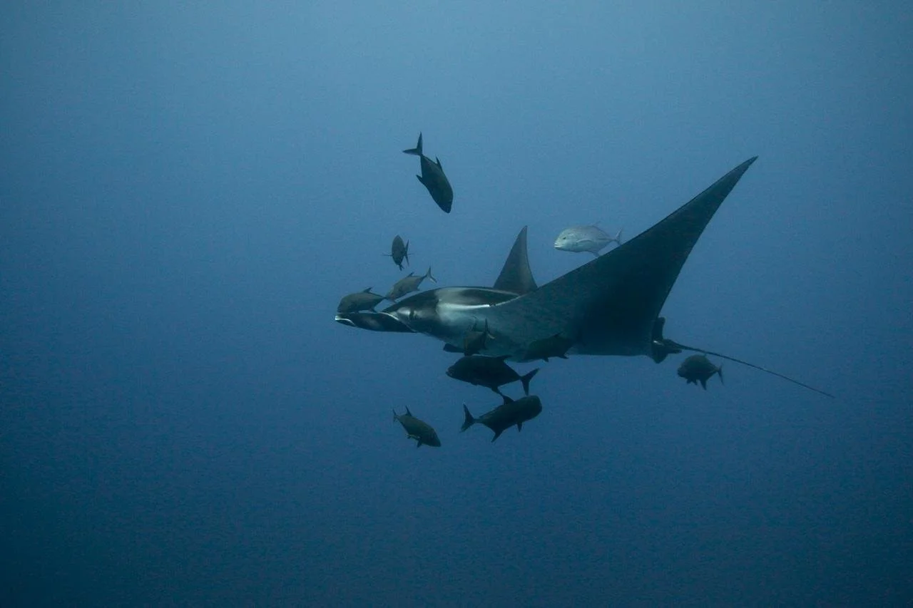 An oceanic manta ray swimming with fish
