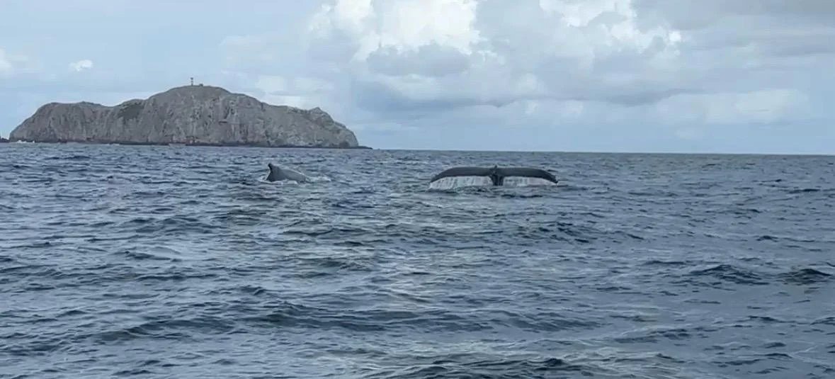 Whale Tails on Whale Tour in Cabo Blanco Costa Rica