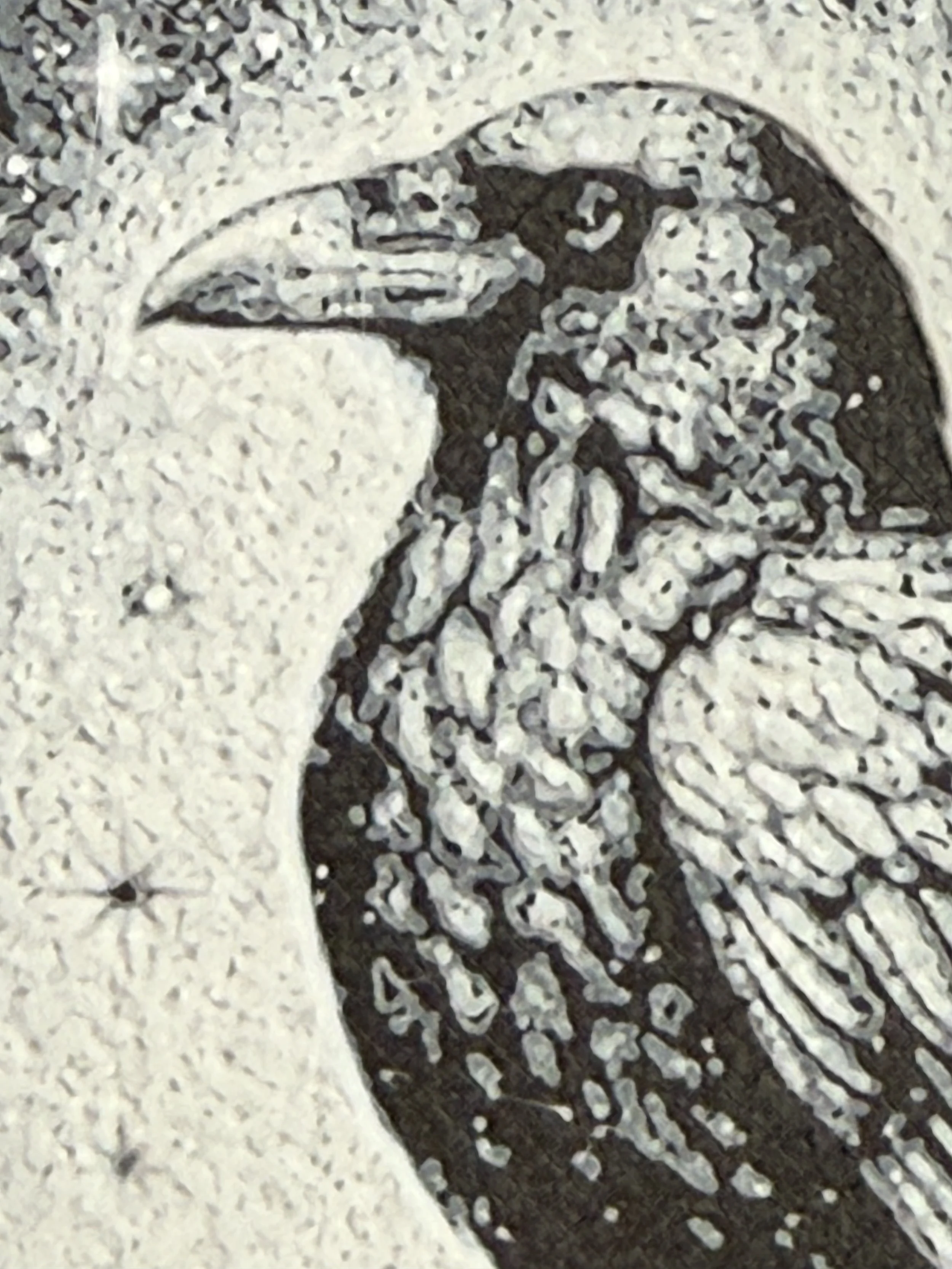 Raven_skull_closeup.jpeg
