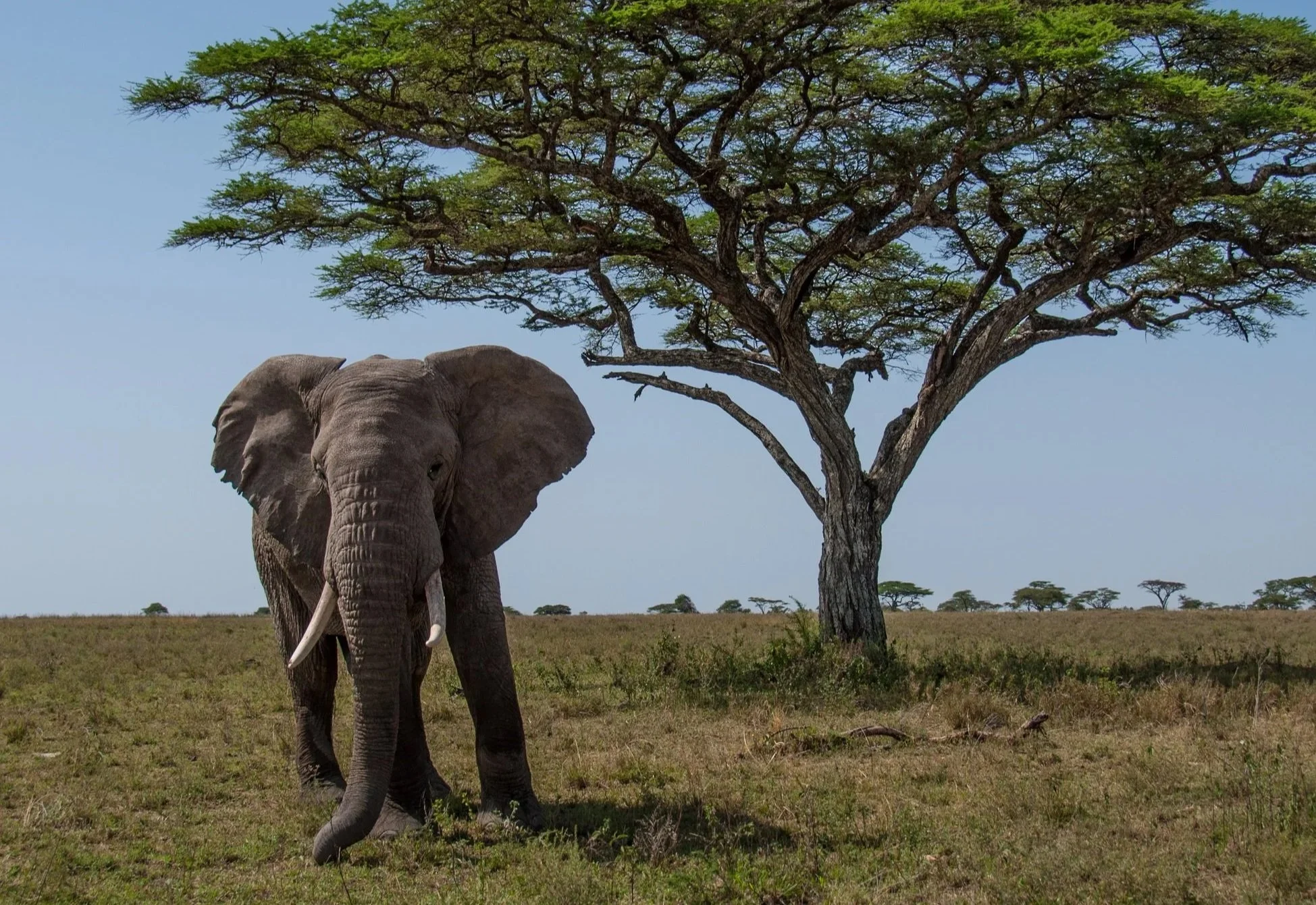 Elephant in Tanzania during a National Geographic Expedition