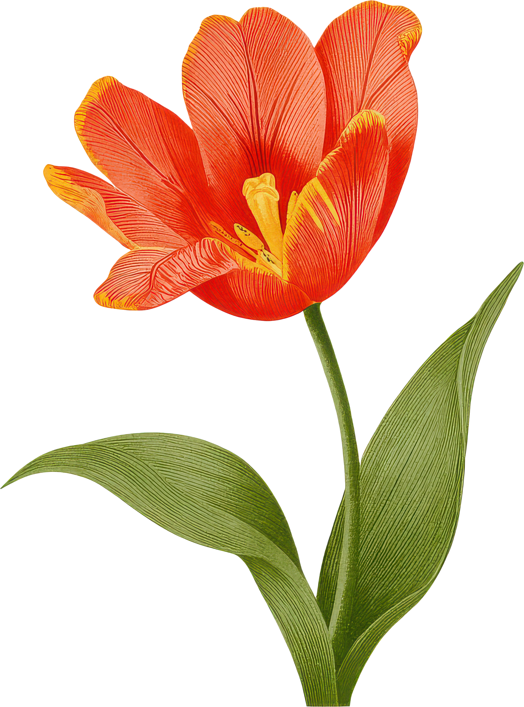 A vibrant orange tulip flower with large broad petals and green leaves against a black background.