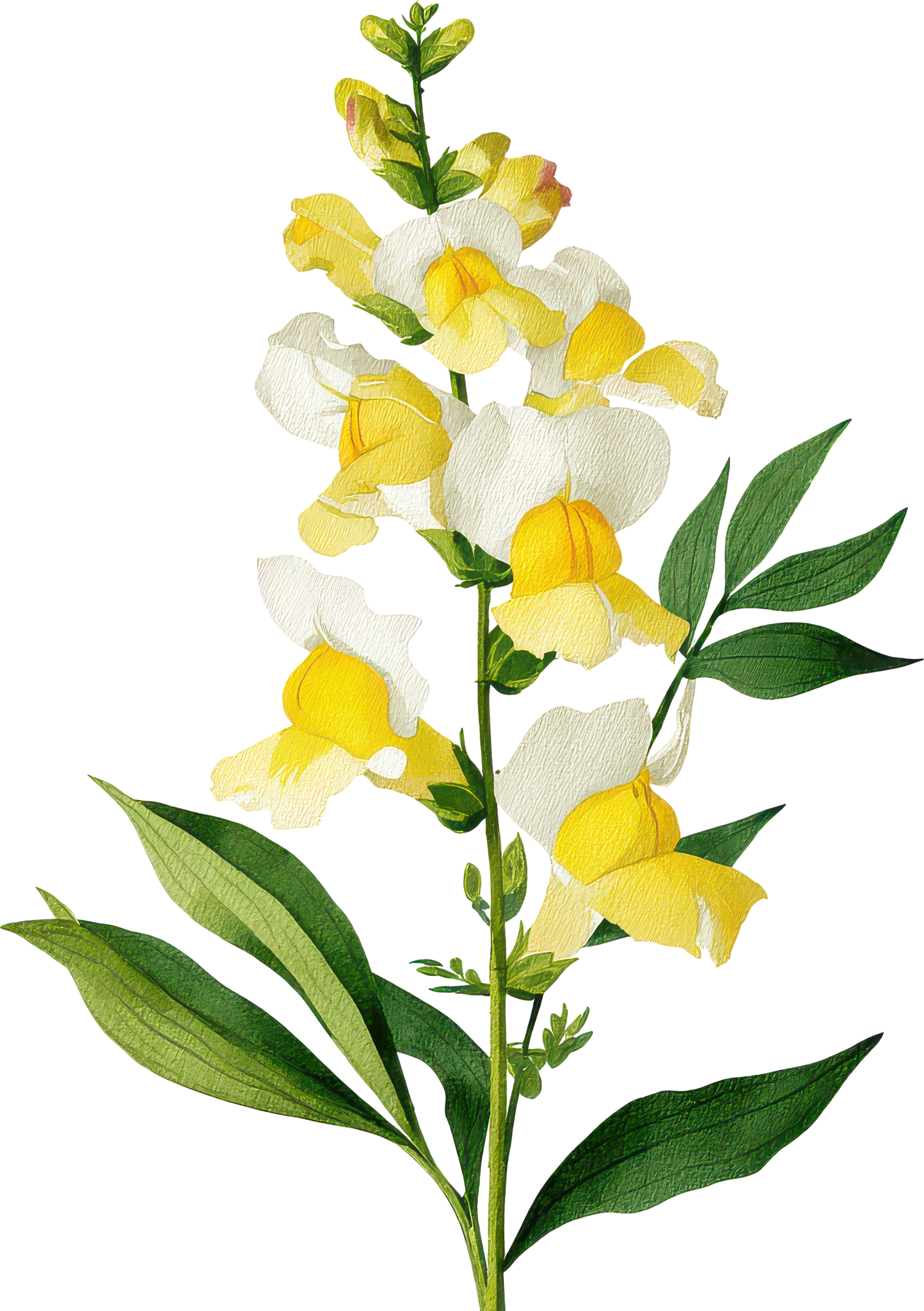 A yellow and white flowering plant with elongated green leaves and a tall stem.