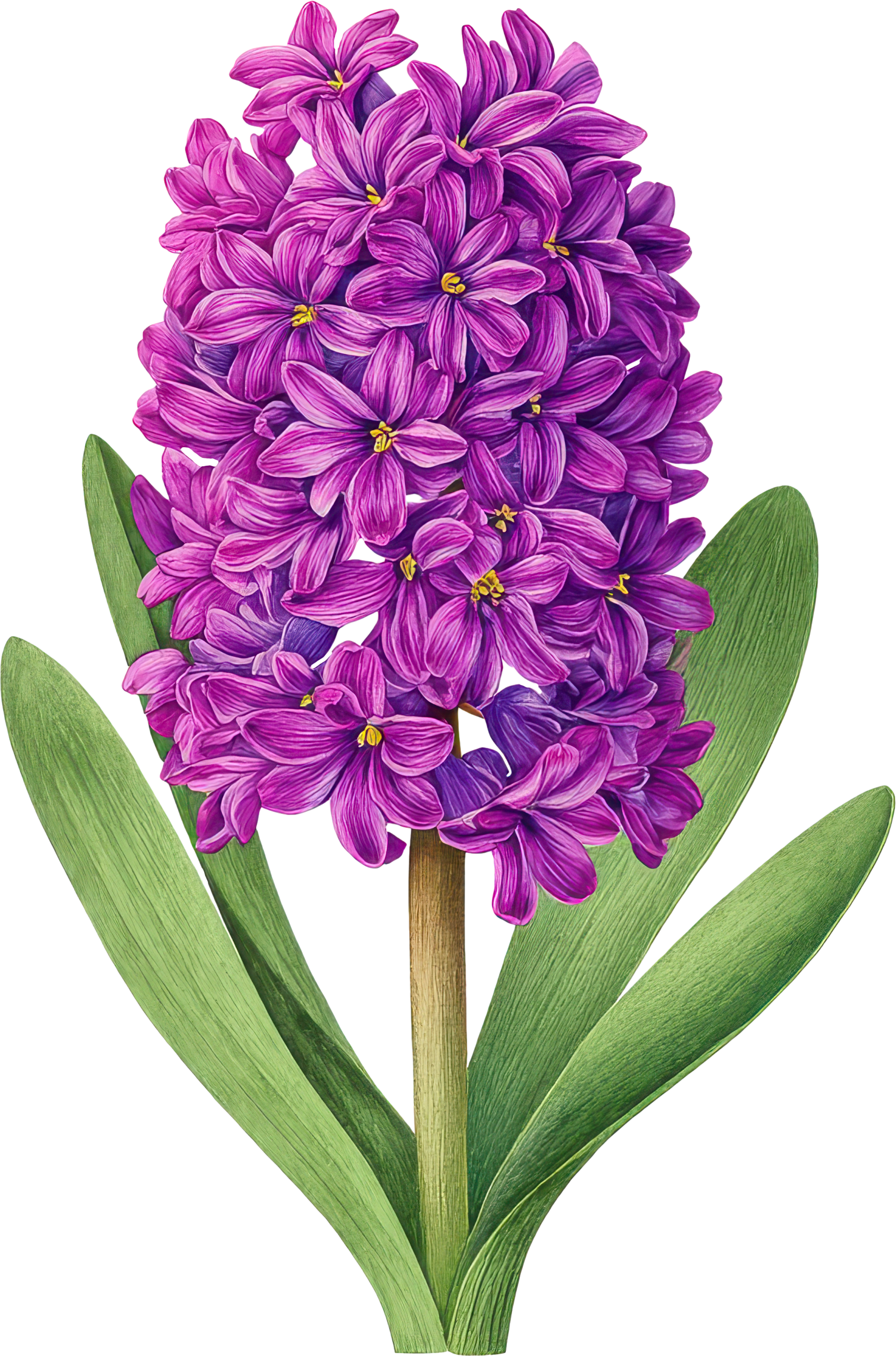 A bunch of purple and pink hyacinth flowers with green leaves and a brown stem