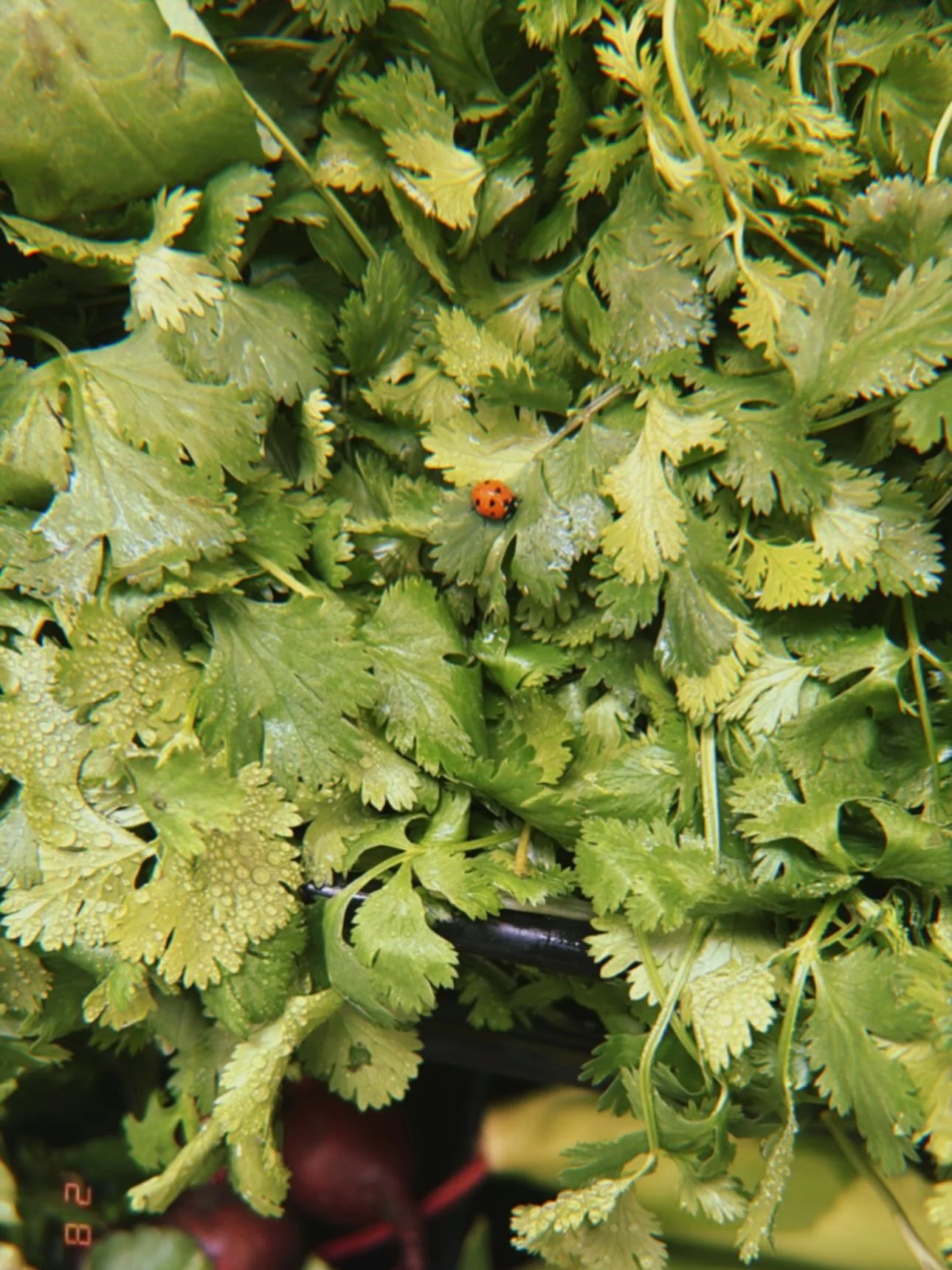 Close-up of green leafy cilantro with dew drops, and a red and black ladybug on one of the leaves.