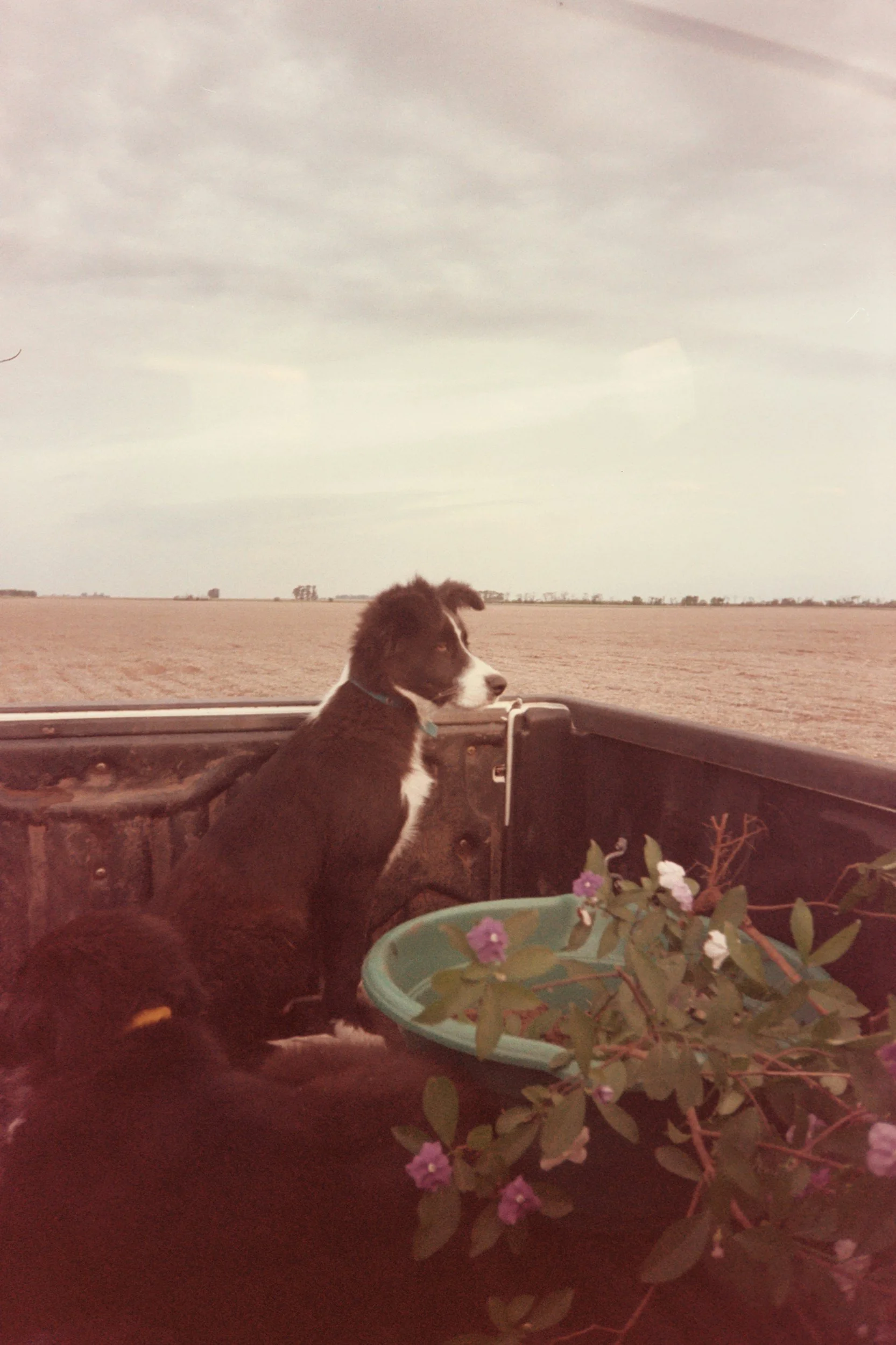 film photo of dog at the beach