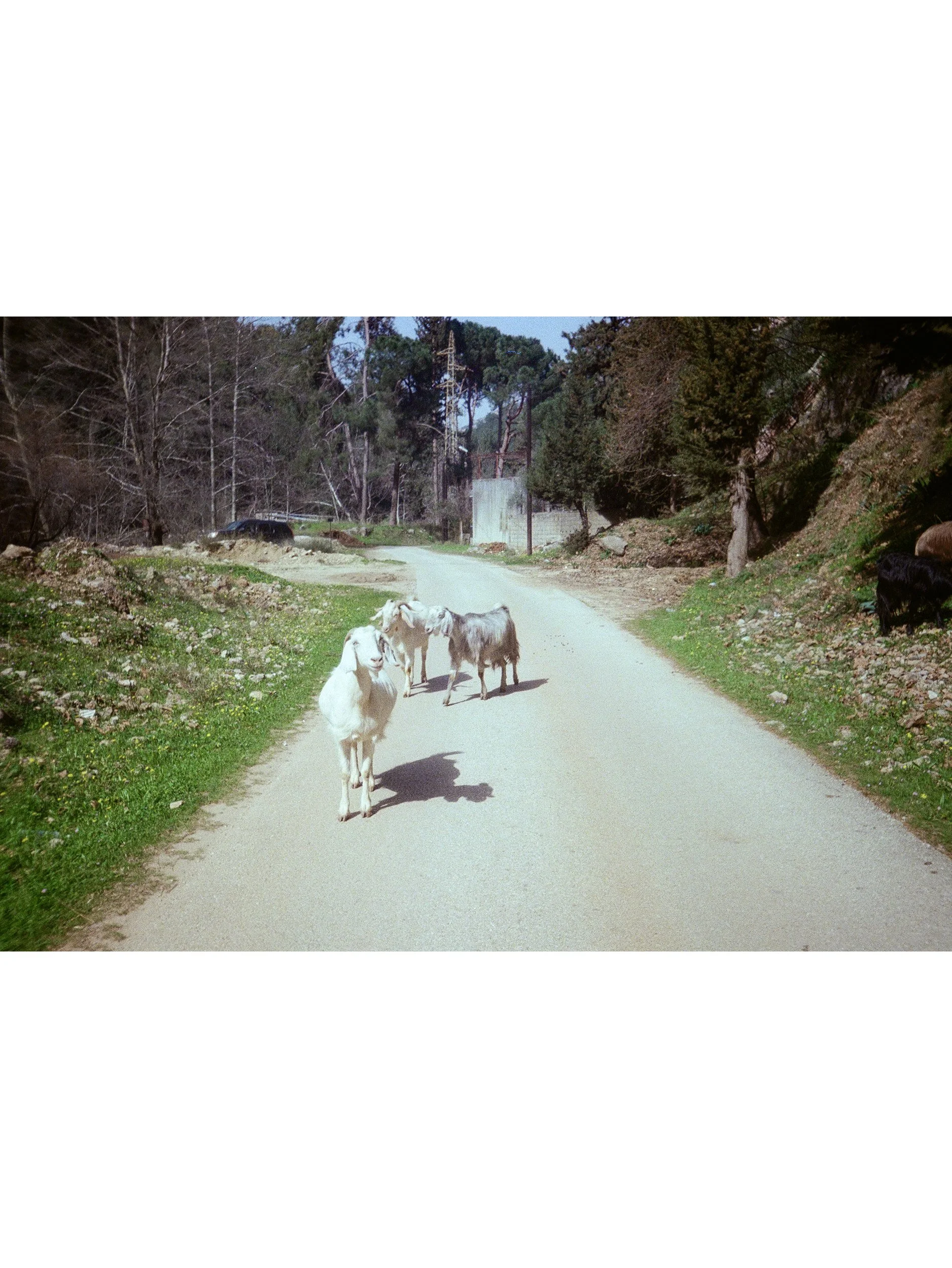 Goats, Mountains of Kadisha March 2026