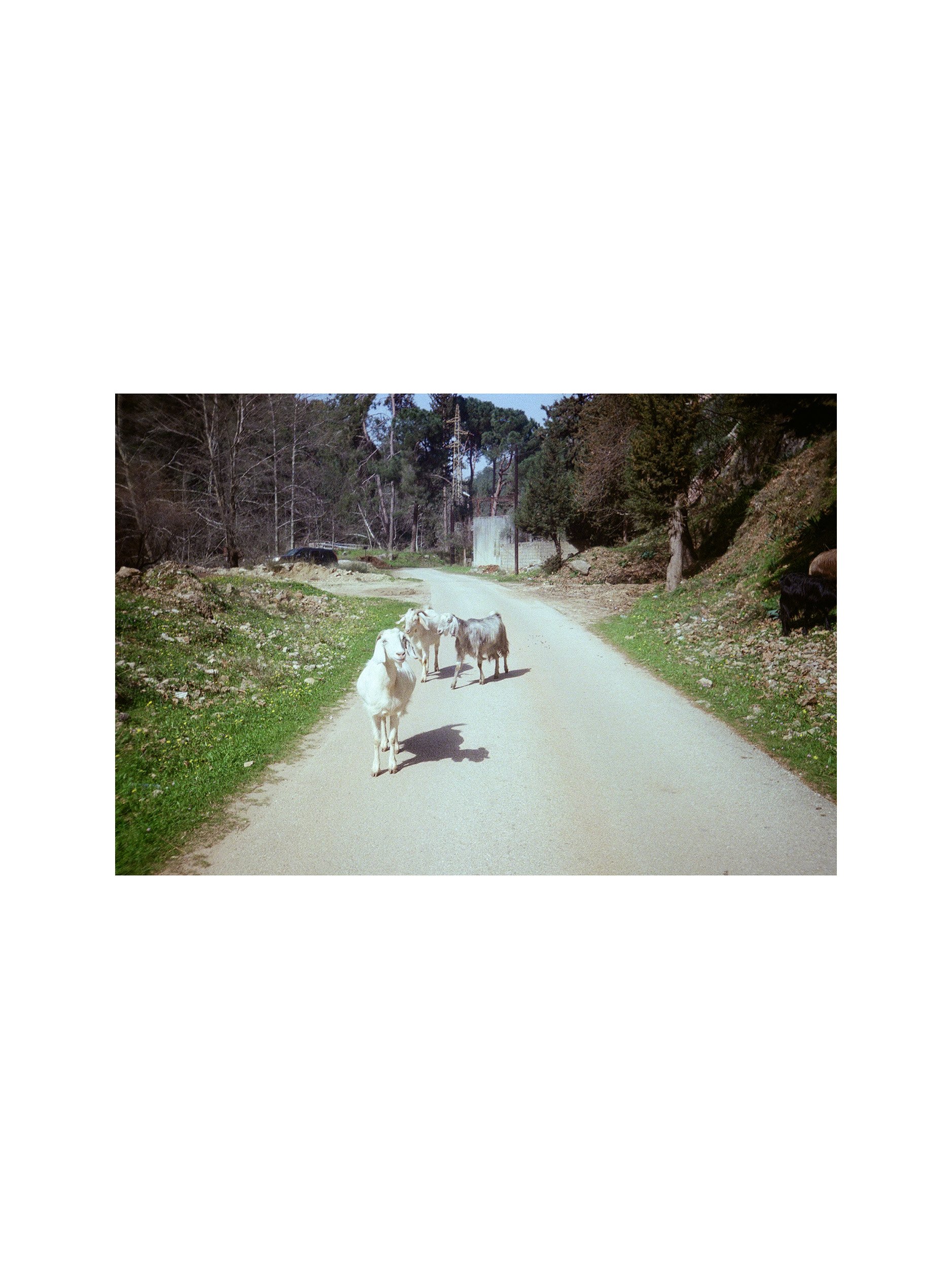 Goats 1.jpg