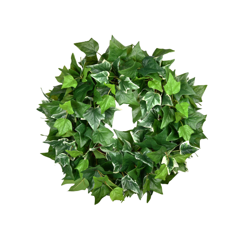 24'' IVY (VARIEGATED GREEN)