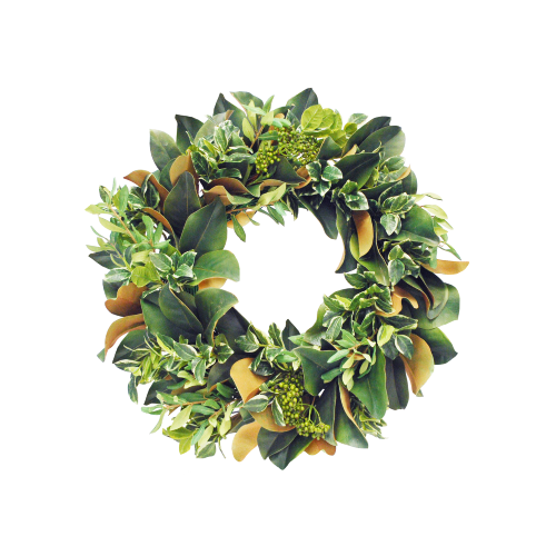 24'' PITTSPOTORIUM MAGNOLIA LEAF (GREEN)