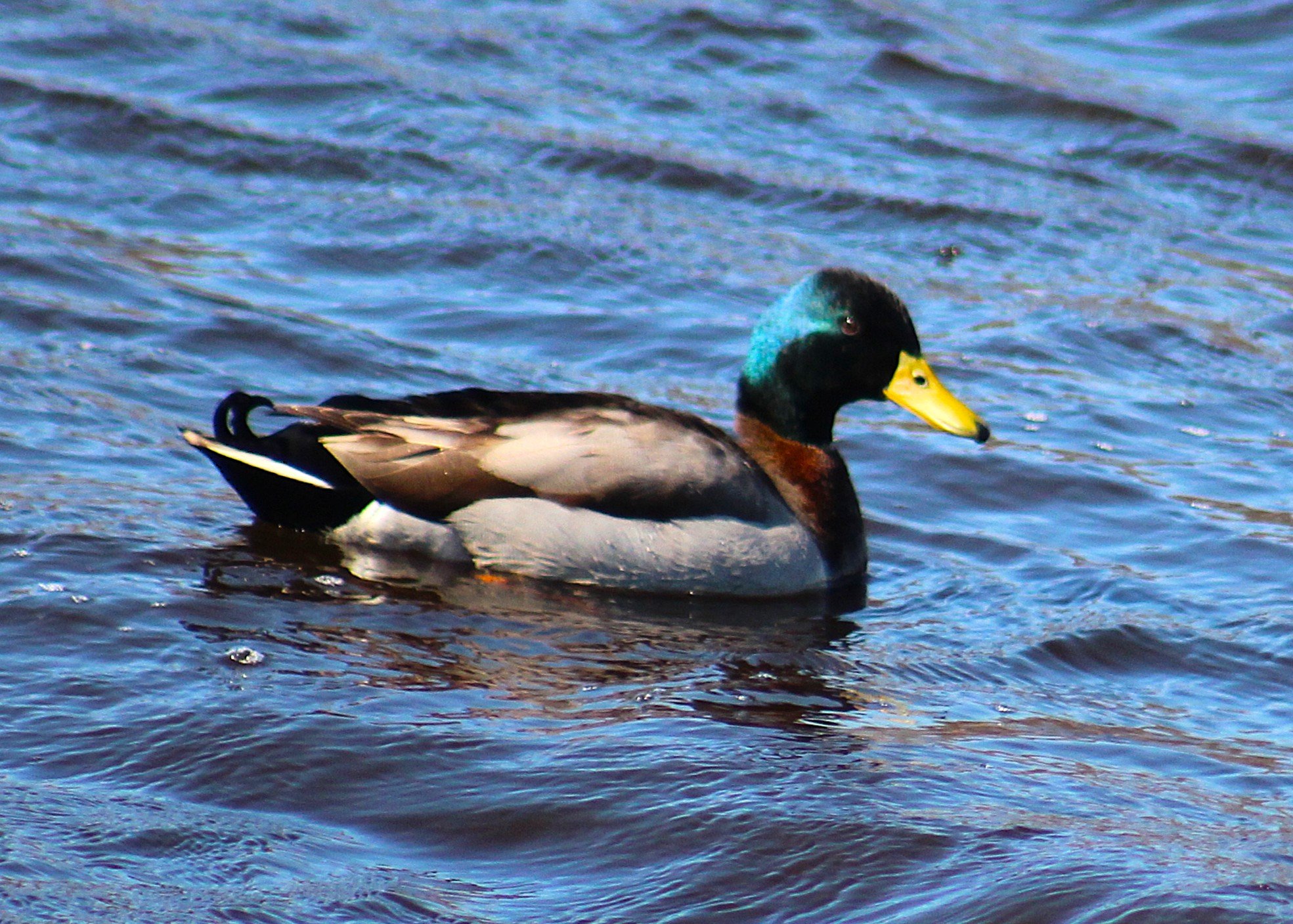 Mallard.JPG