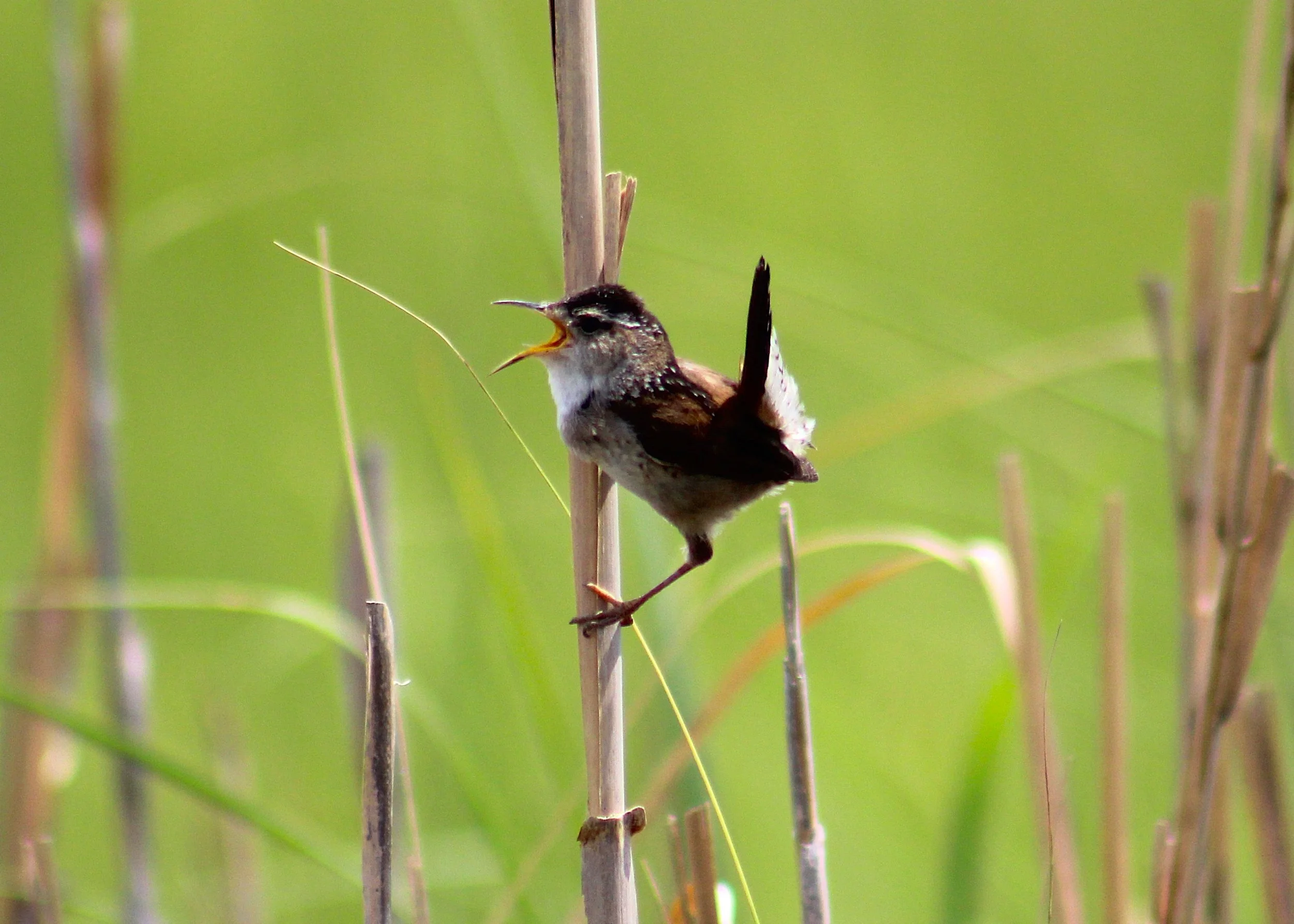 MarshWren3.JPG