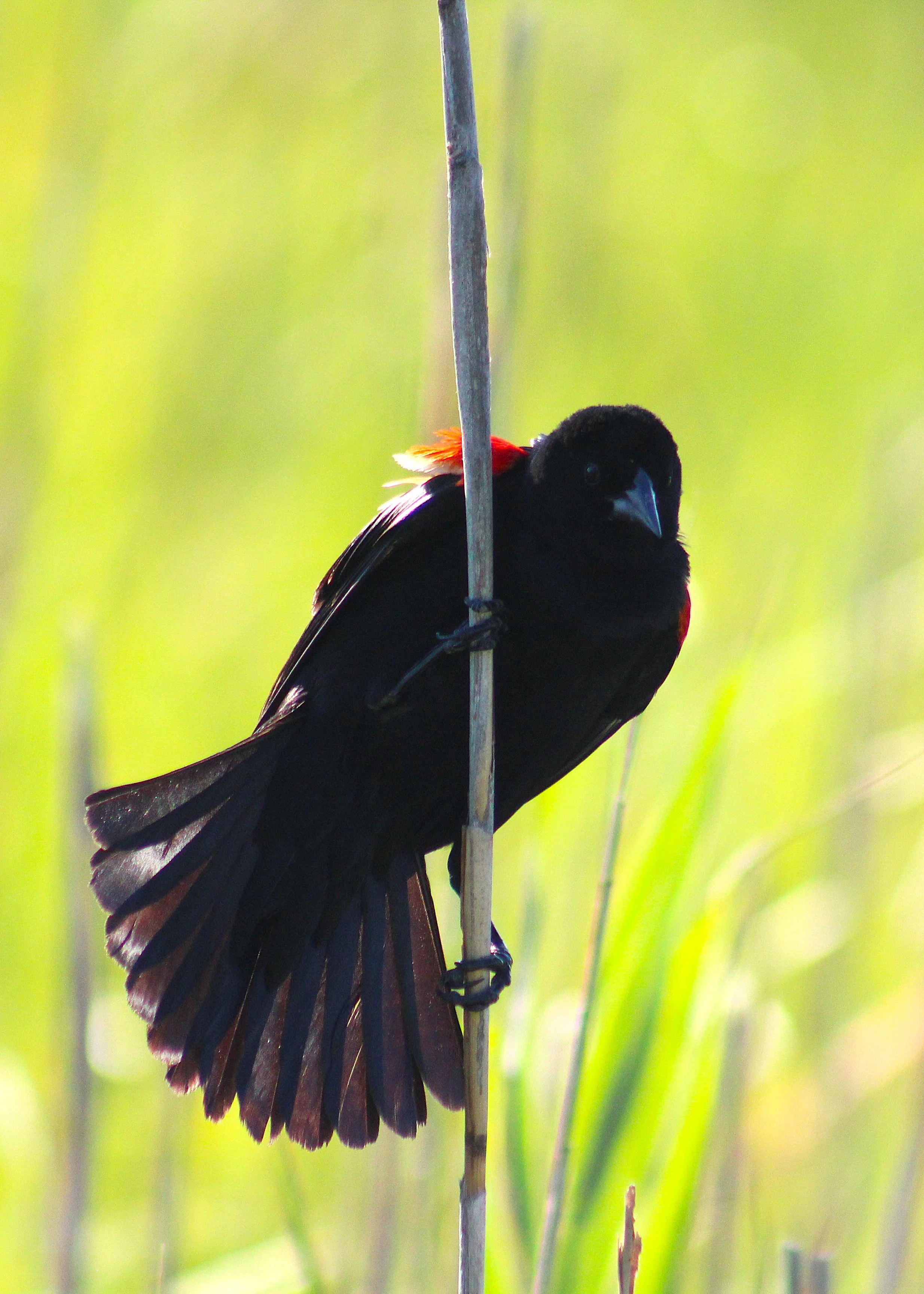 Redwinged Blackbird.JPG