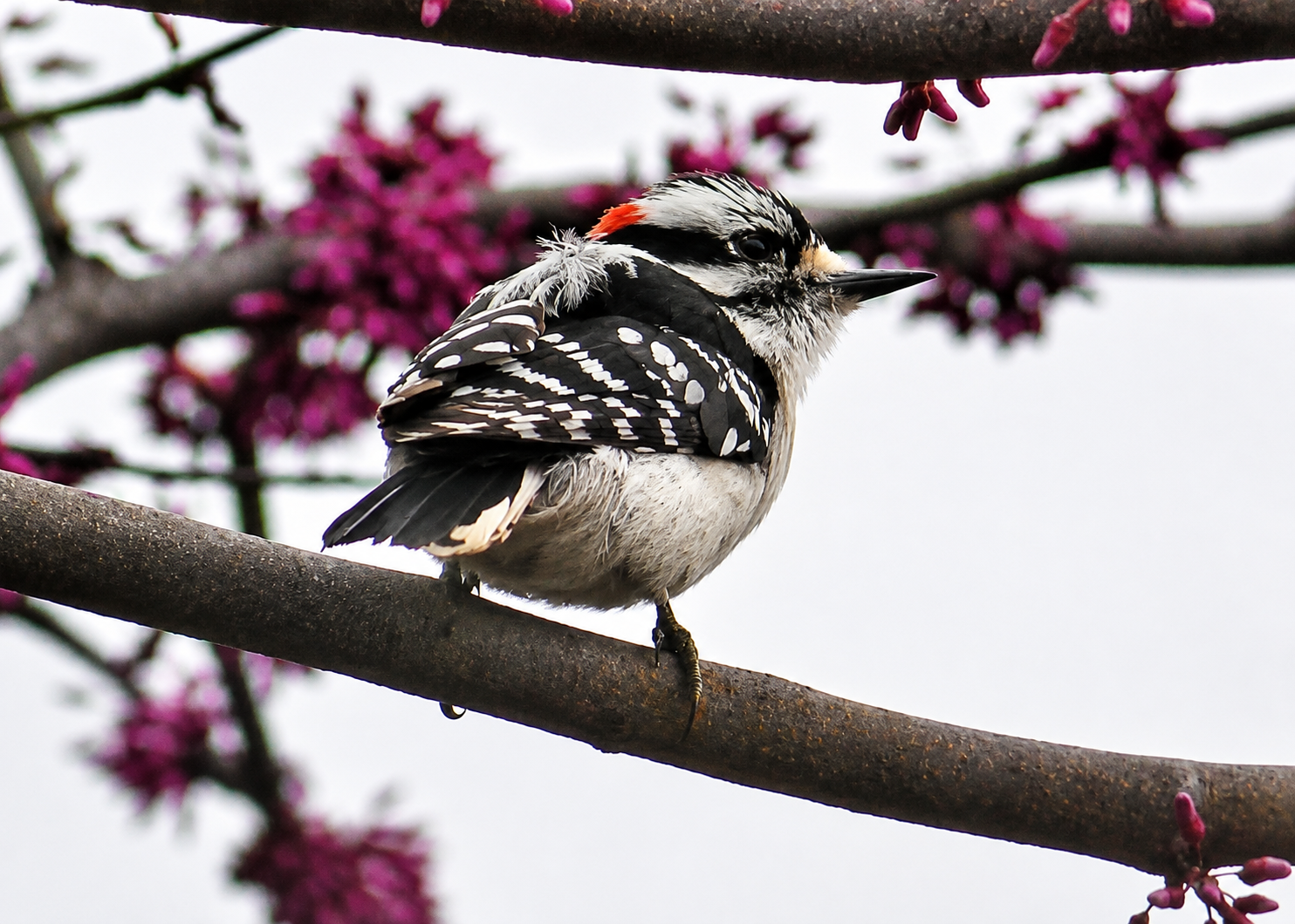 Downy Woodpecker.png