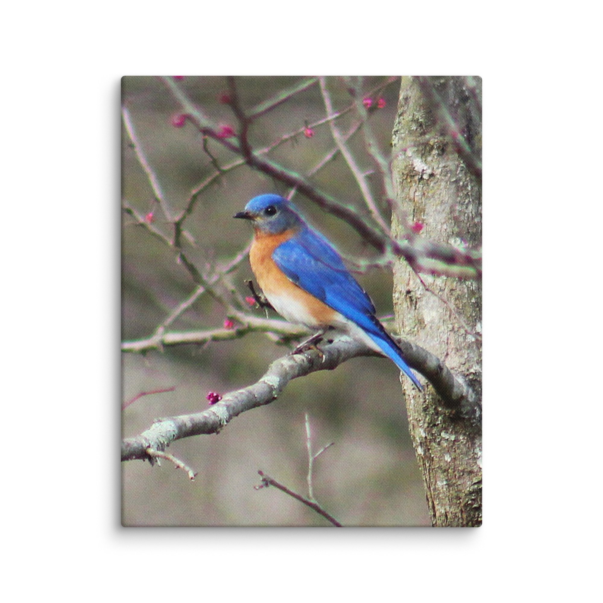 Eastern Bluebird by Tully-Sky Photography