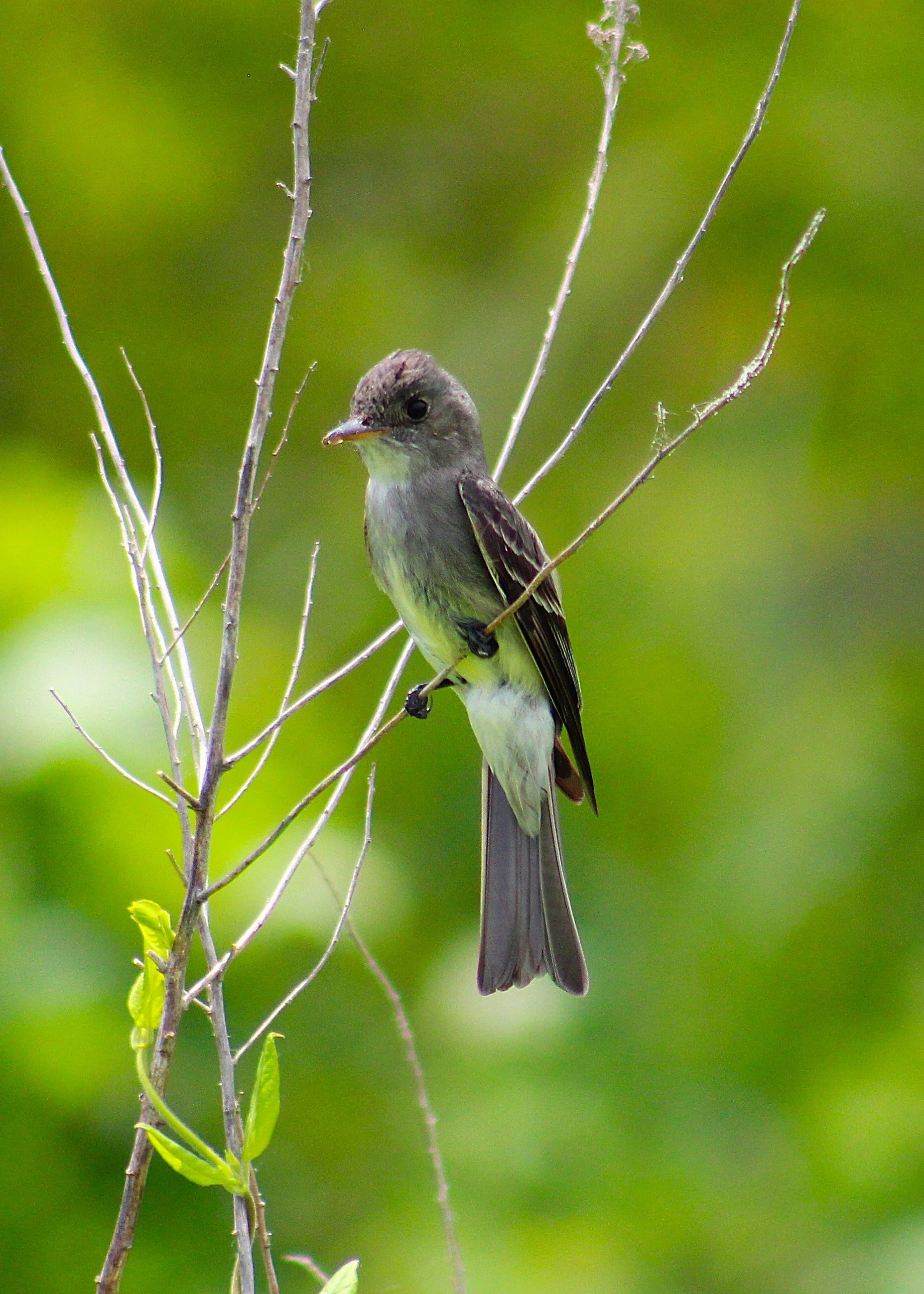 EasternWoodPewee.JPG