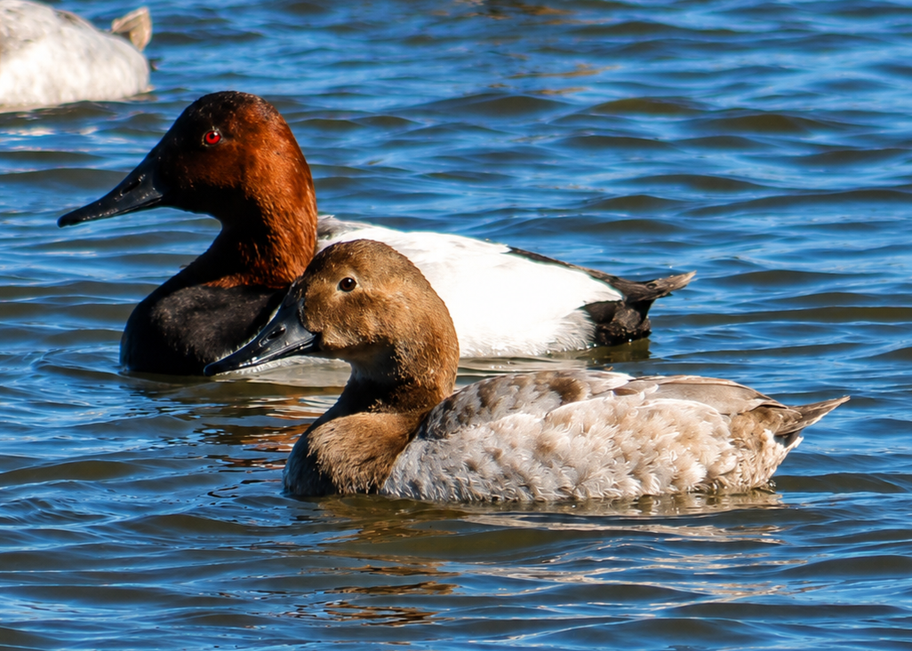 Redhead Ducks.edit.png