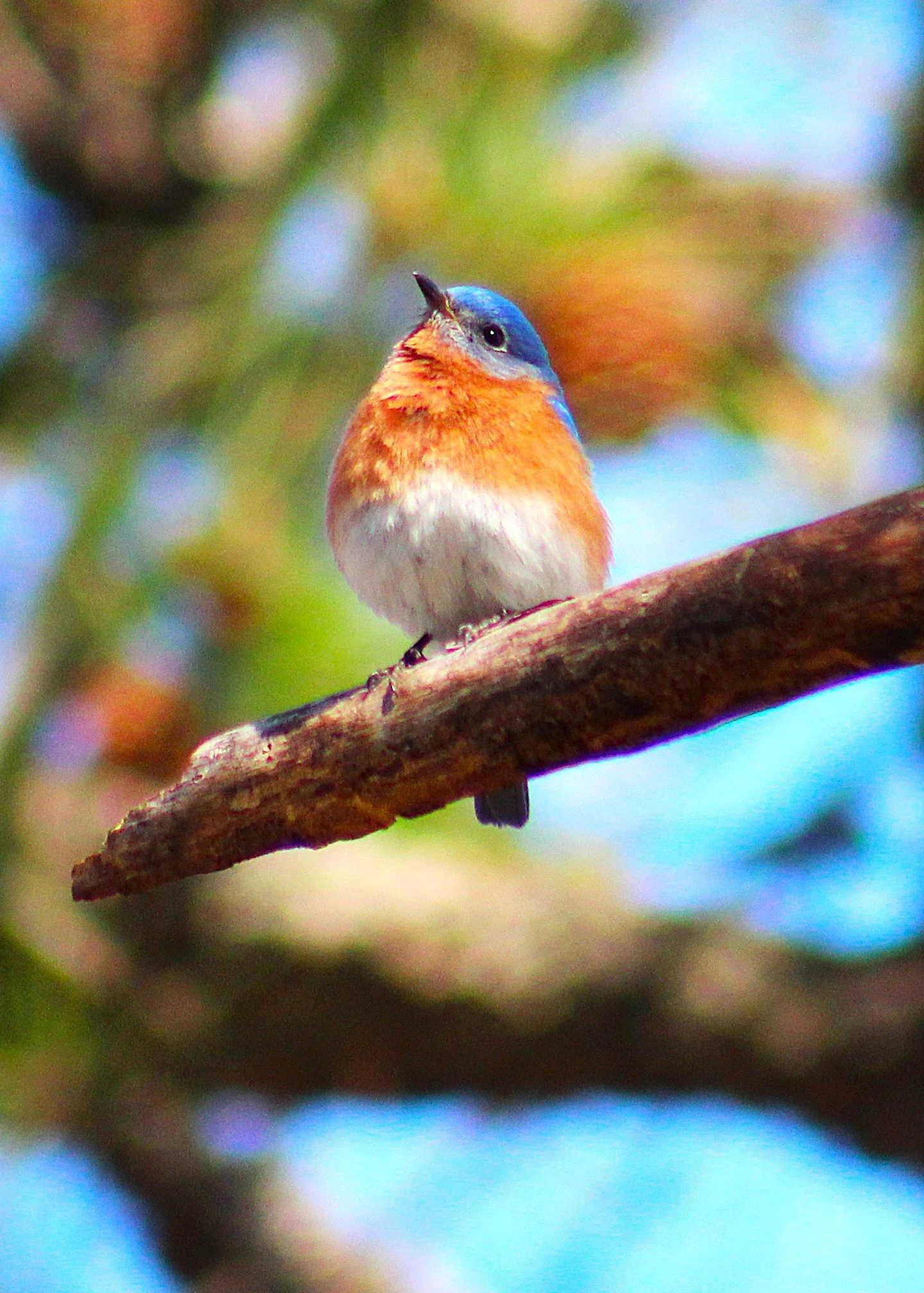 Bluebird2.JPG
