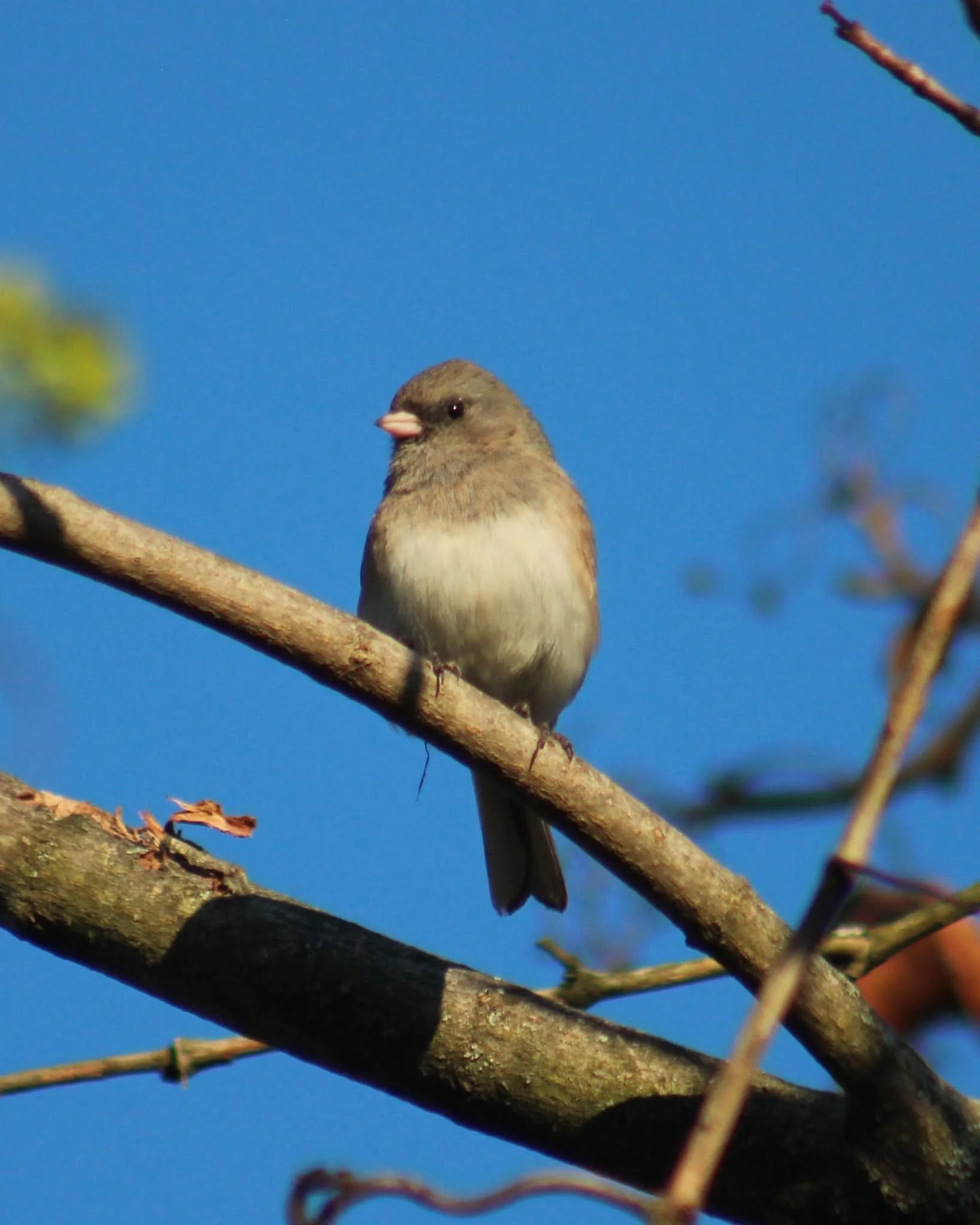 Dark-eyed Junco2.jpg