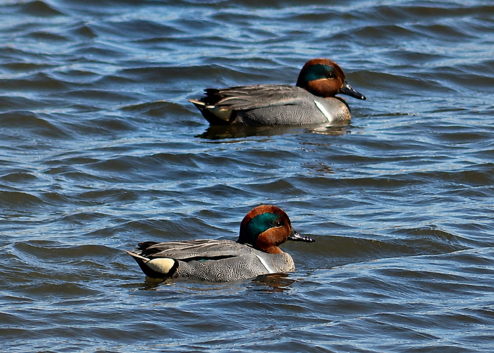 Green Winged Teal.edit2.png