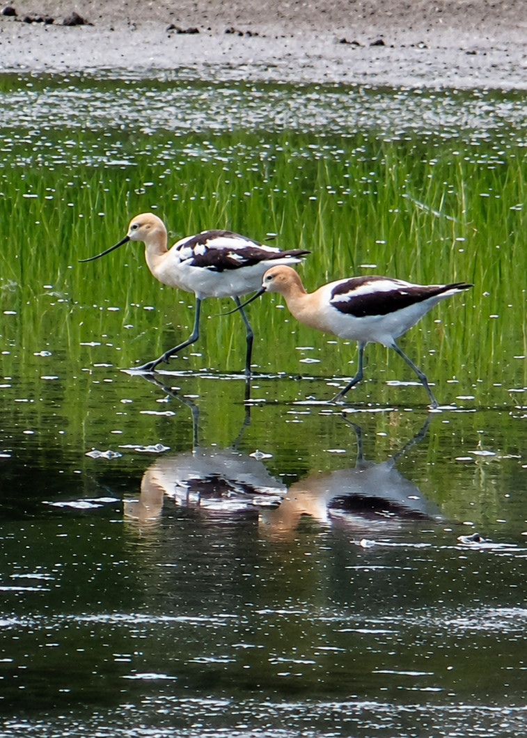 American Avocets.png