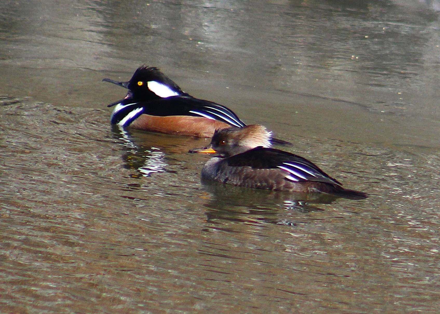 Hooded Mergansers.JPG