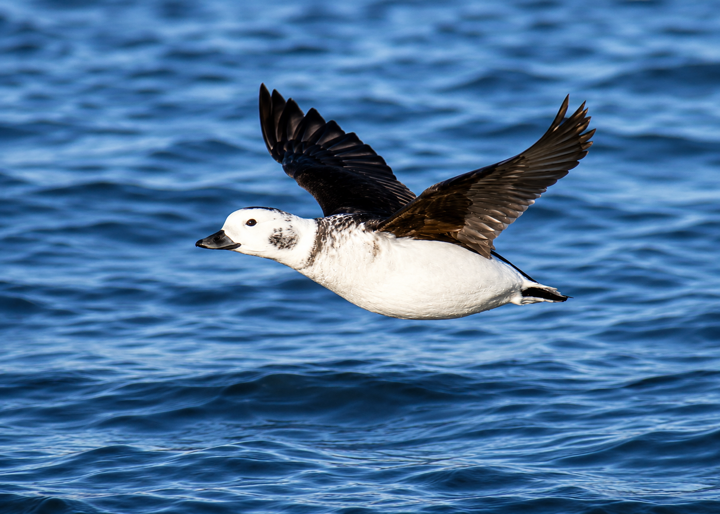 Long-tailed Duck flight.edit.png