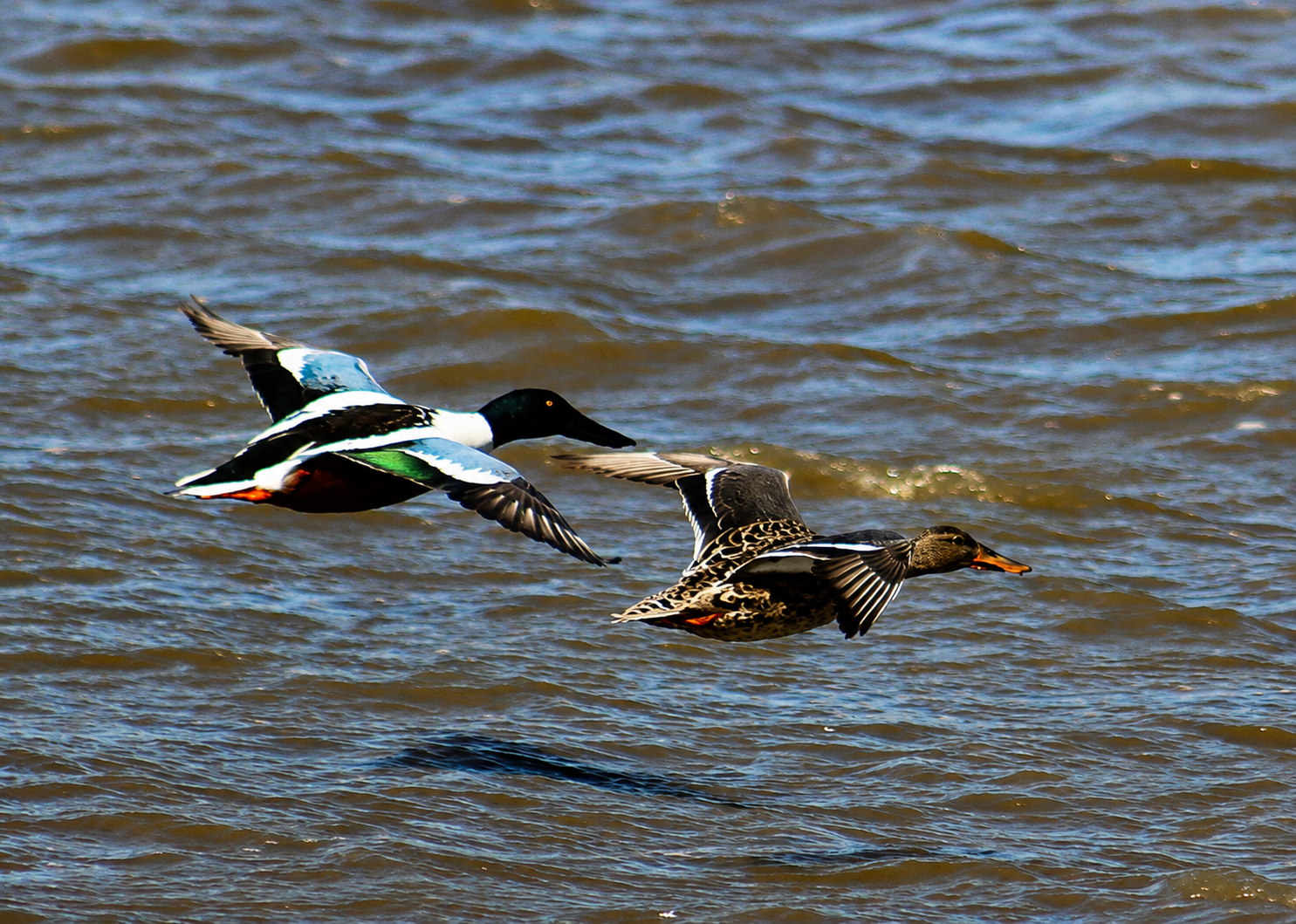 Northern Shovelers.Flight.png