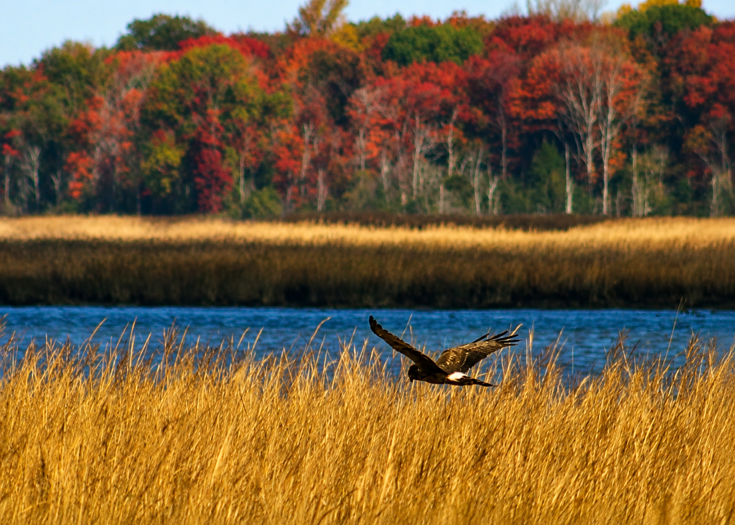 Northern Harrier.Flight.png