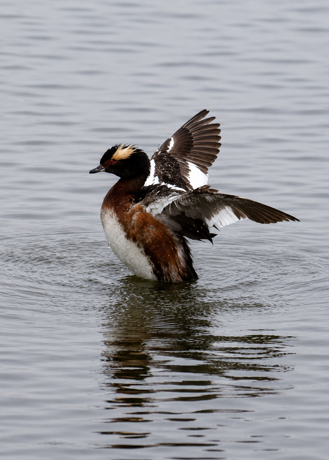 Horned Grebe3.edit.png