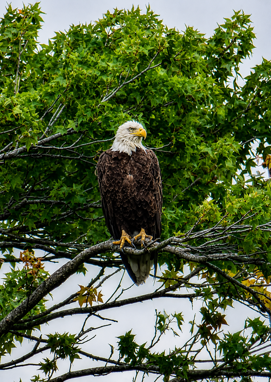 Bald Eagle2.png