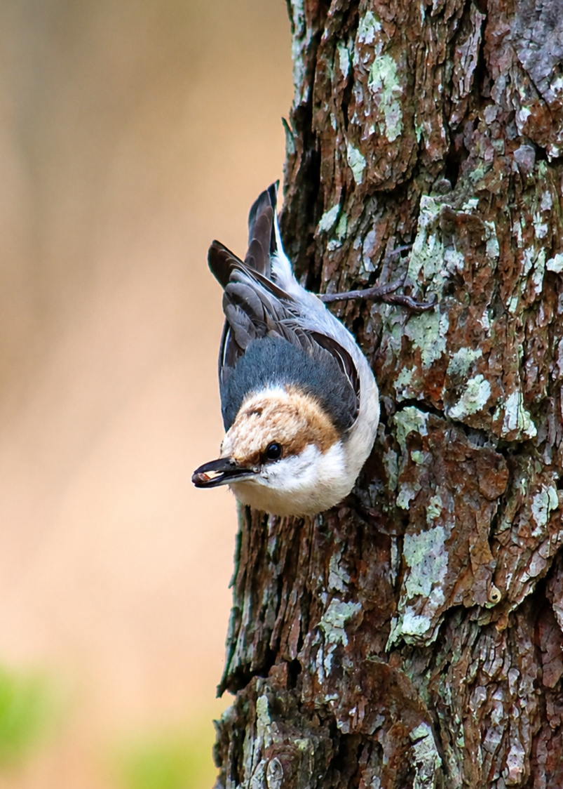 Brown-headed Nuthatch.png
