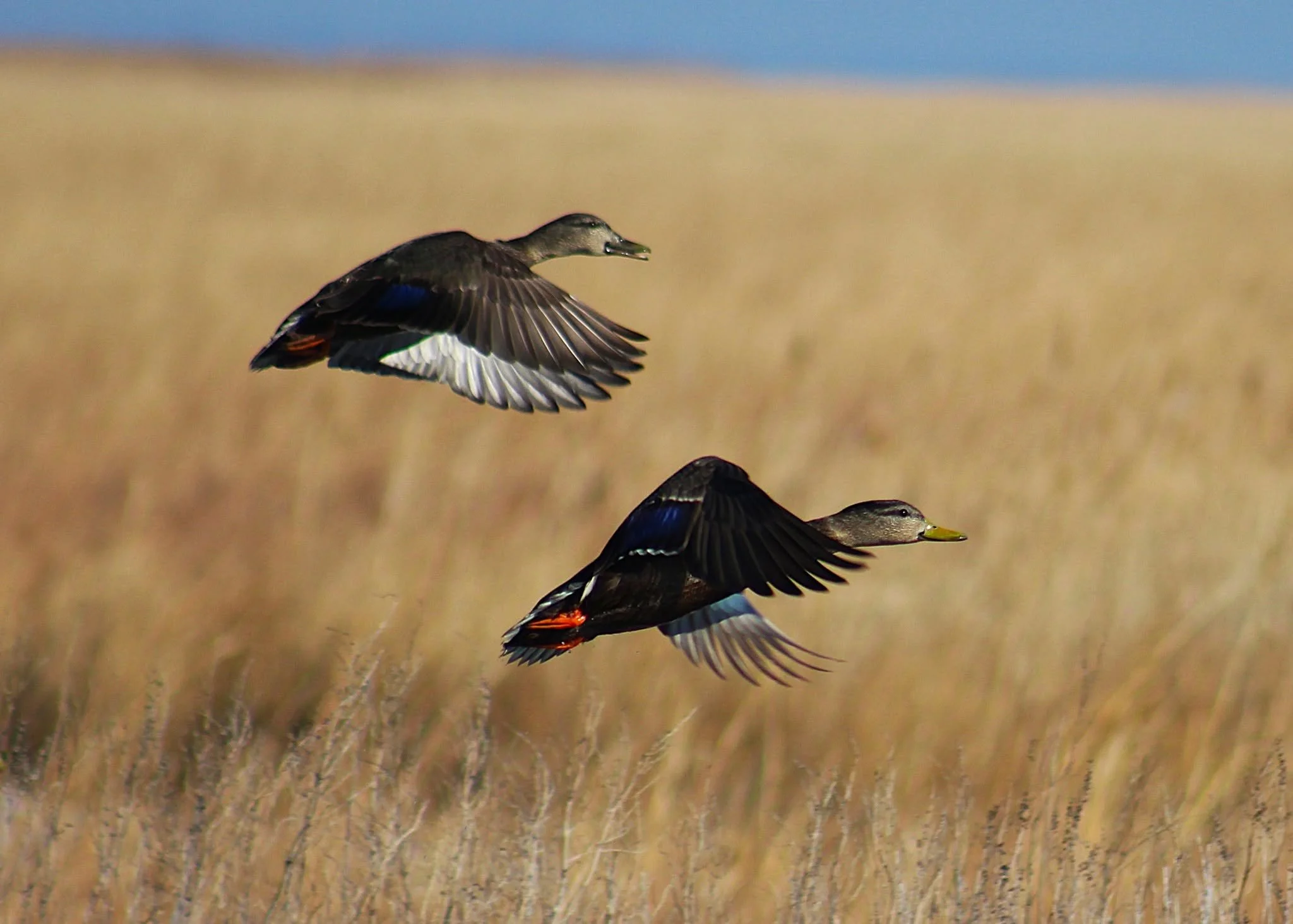 American Black Ducks-flight.jpg