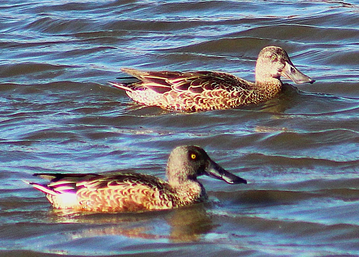NorthernShovelers2.JPG