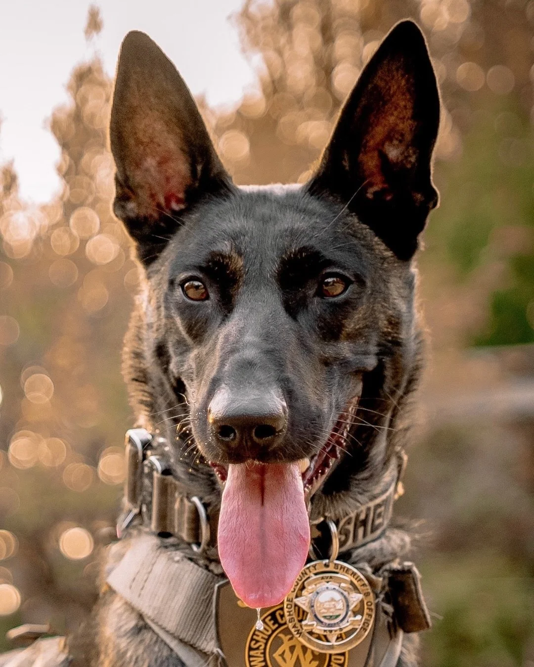 Whiskey Business is back, and this time there&rsquo;s a new K9 AND a new spirit in town! 🥃🐾

Introducing our NEW limited-edition Whiskey Business bottle featuring retired WCSO K9 Ava! 🐕&zwj;🦺

Last year, we brought you Rum With the Big Dogs featu