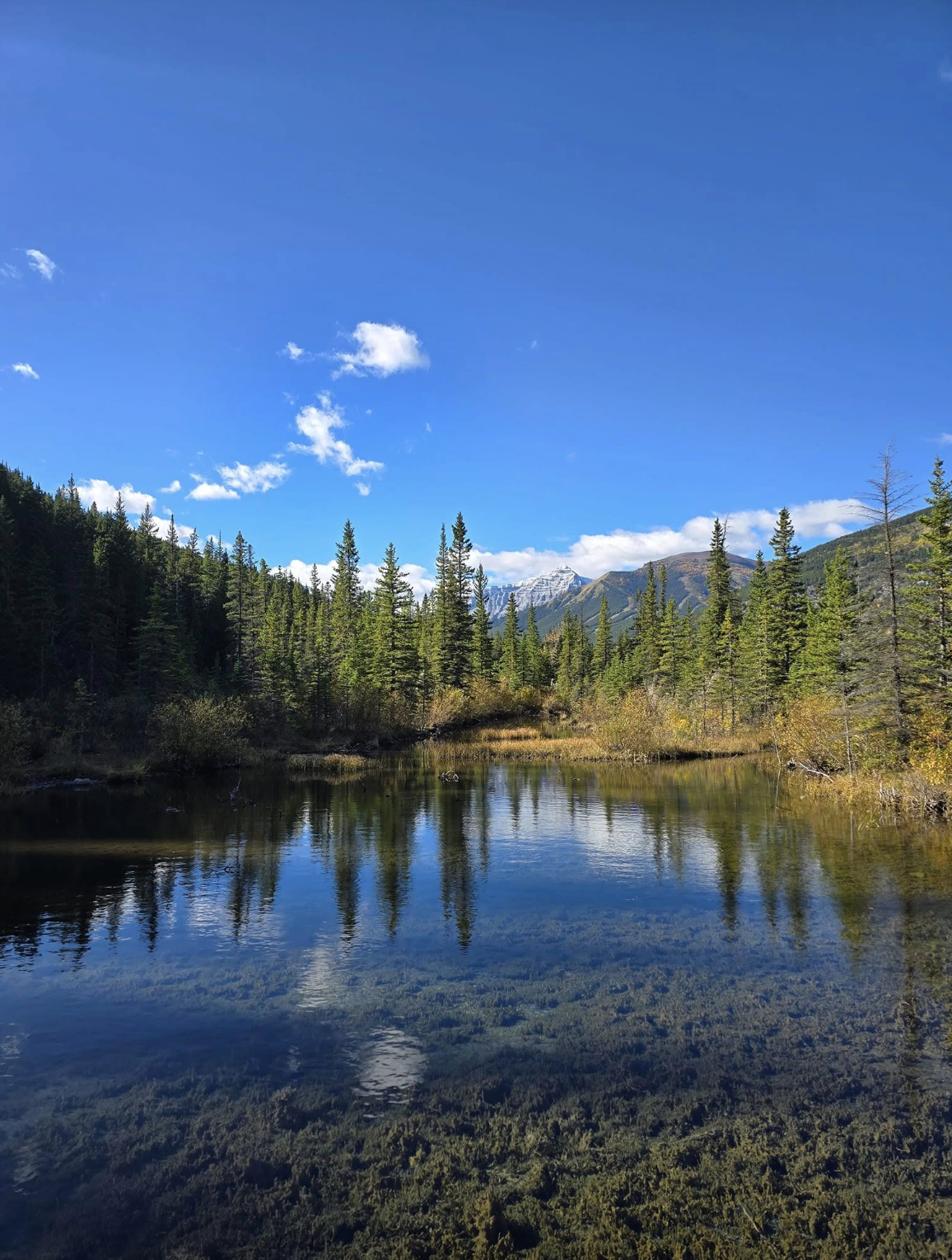 Scenic view of a forest with evergreen trees surrounding a calm lake, with mountains in the background under a bright blue sky with some clouds.