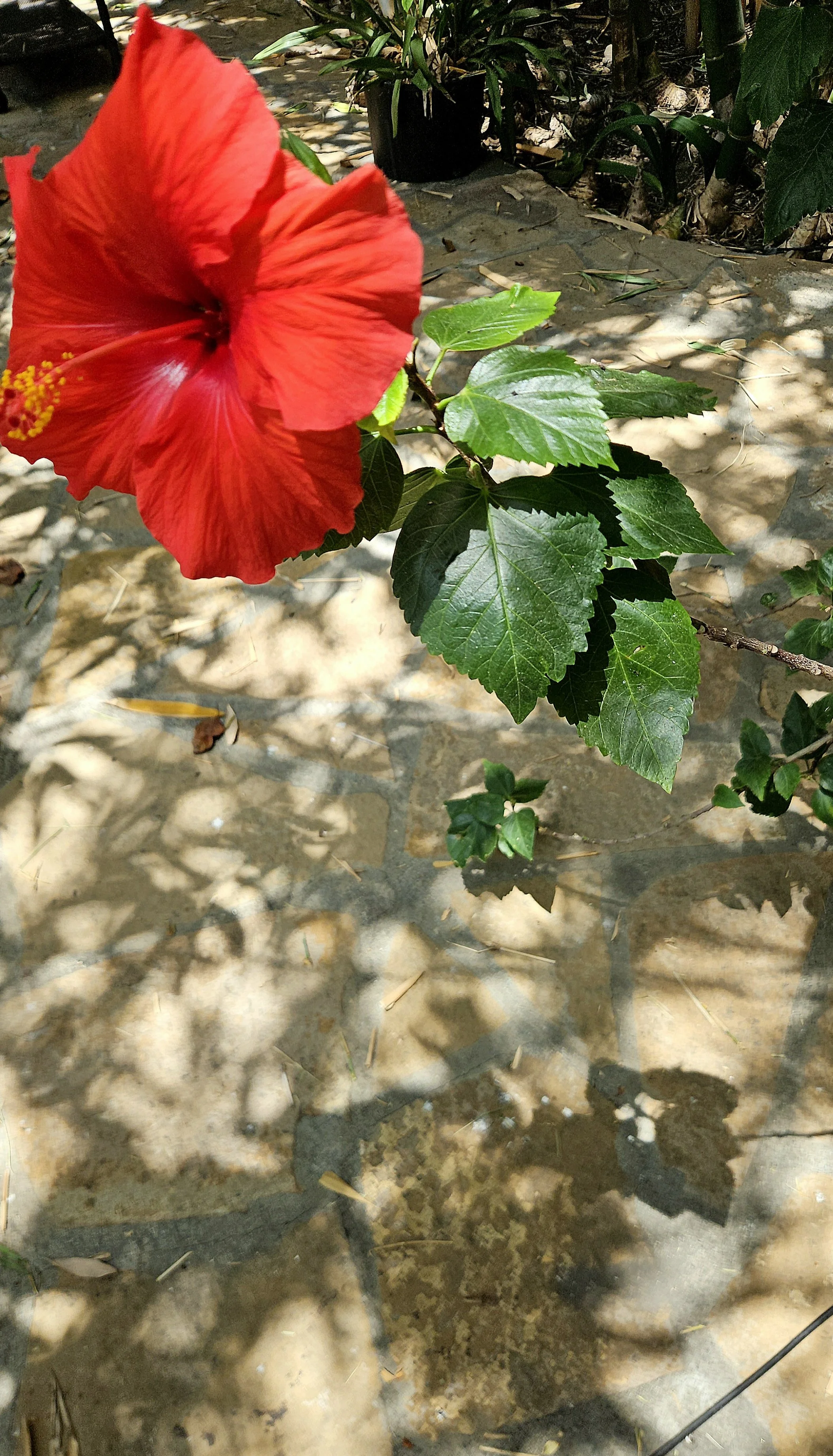 hibiscus.jpg