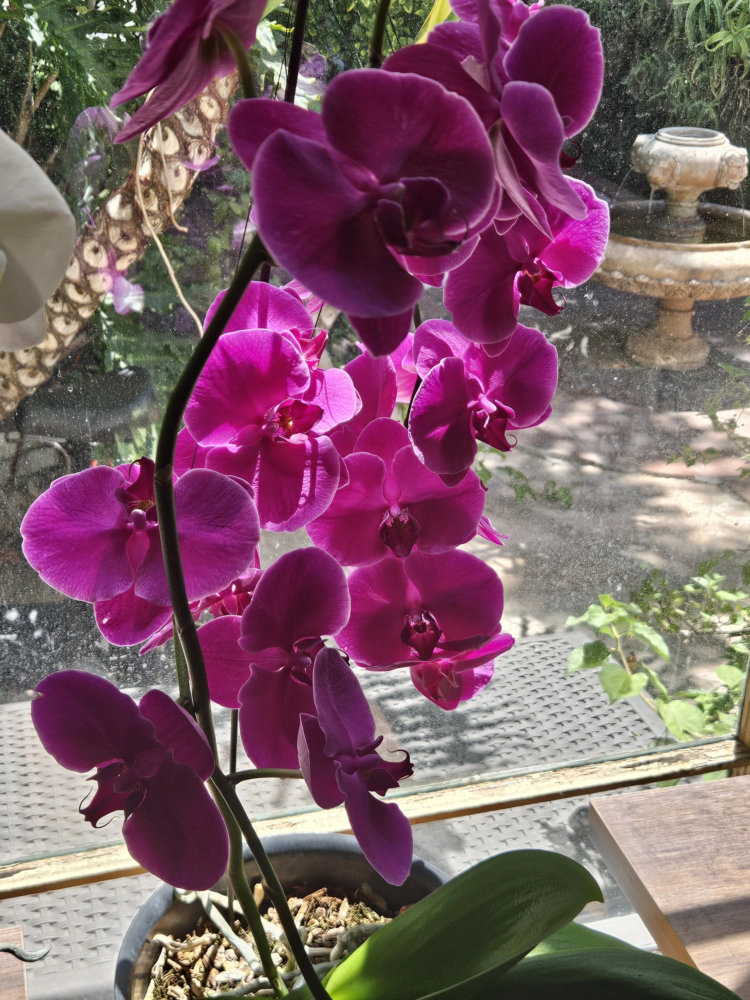 ocrchid purple.jpg