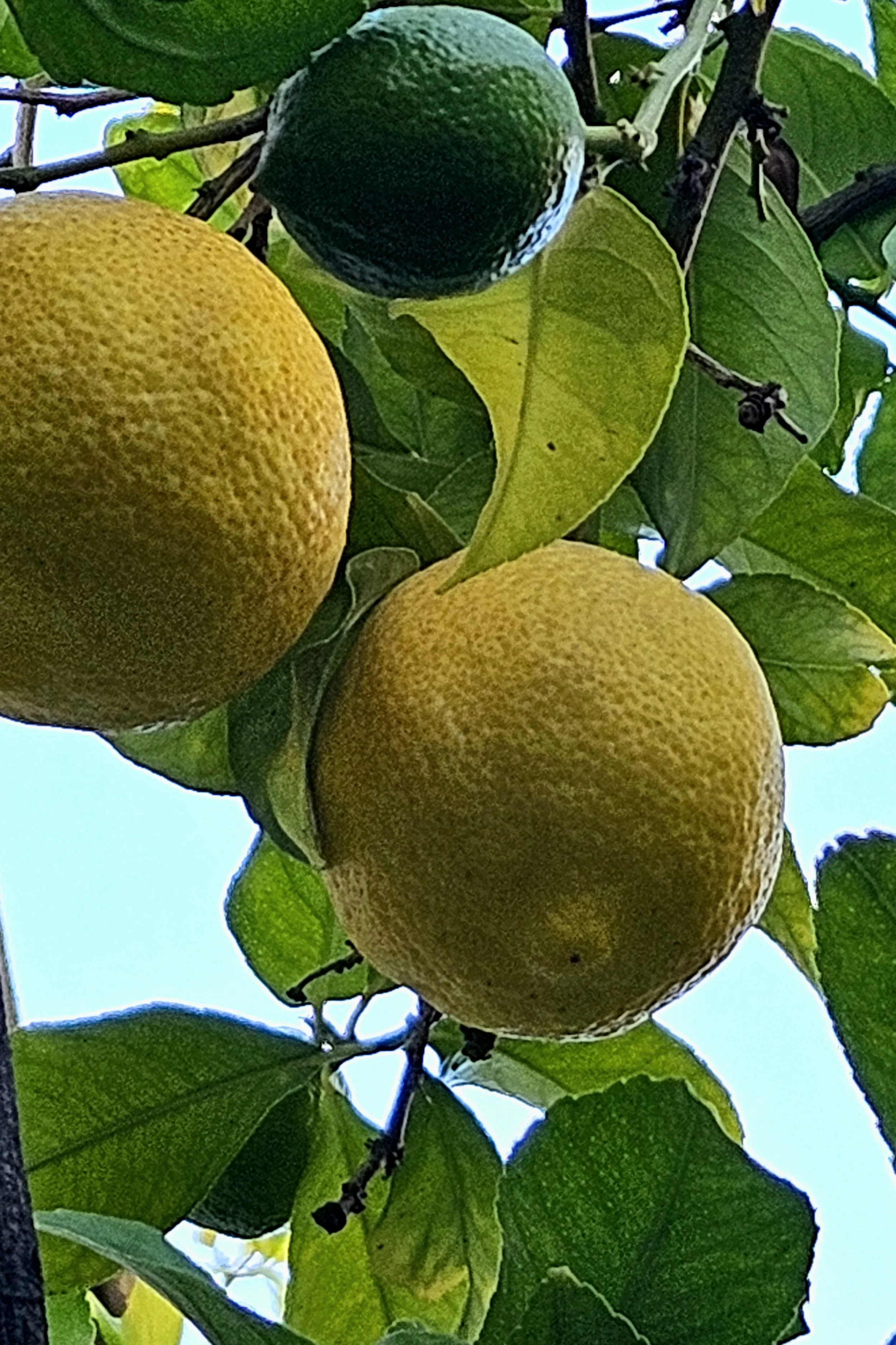 piclemon.jpg