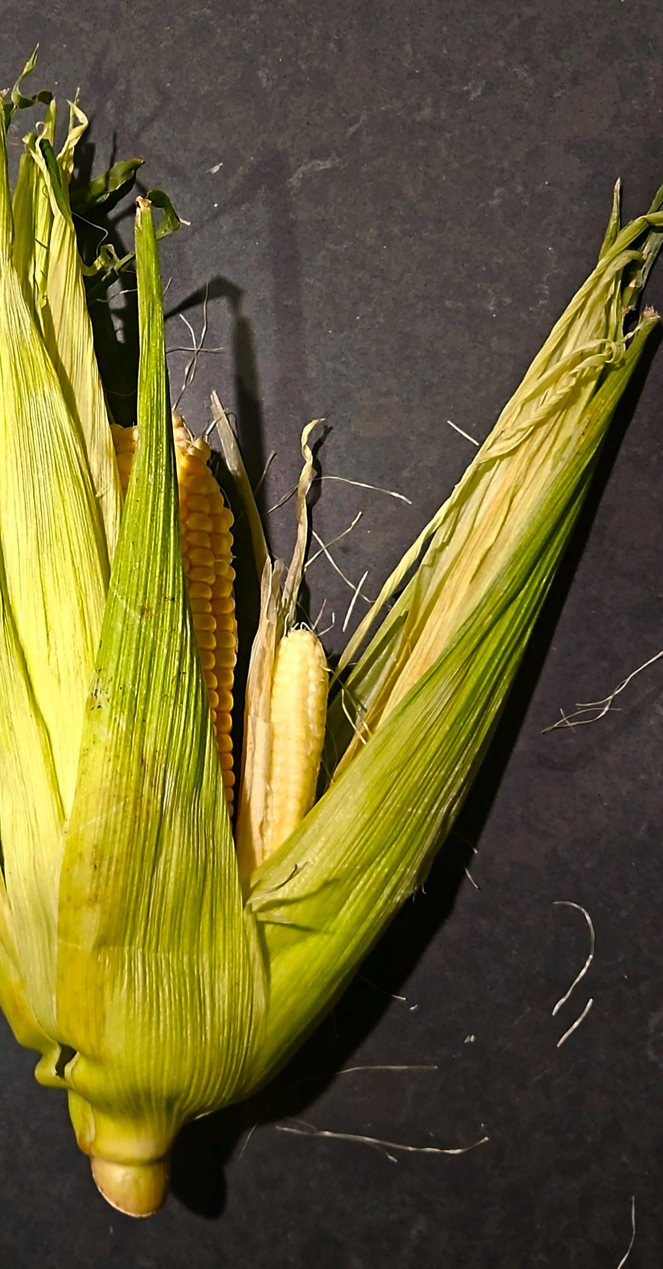 corncobbpic.jpeg