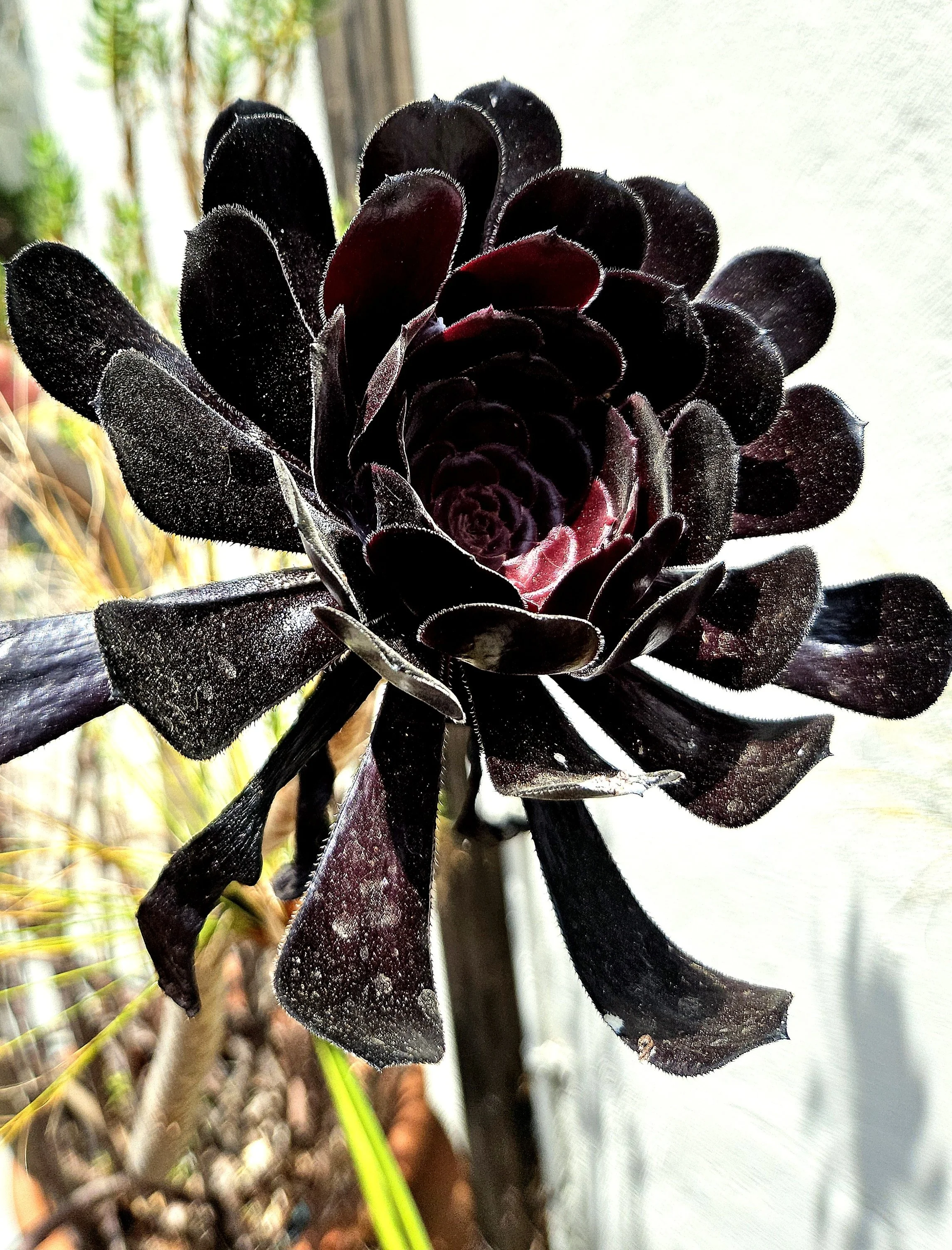 dark rose.jpg