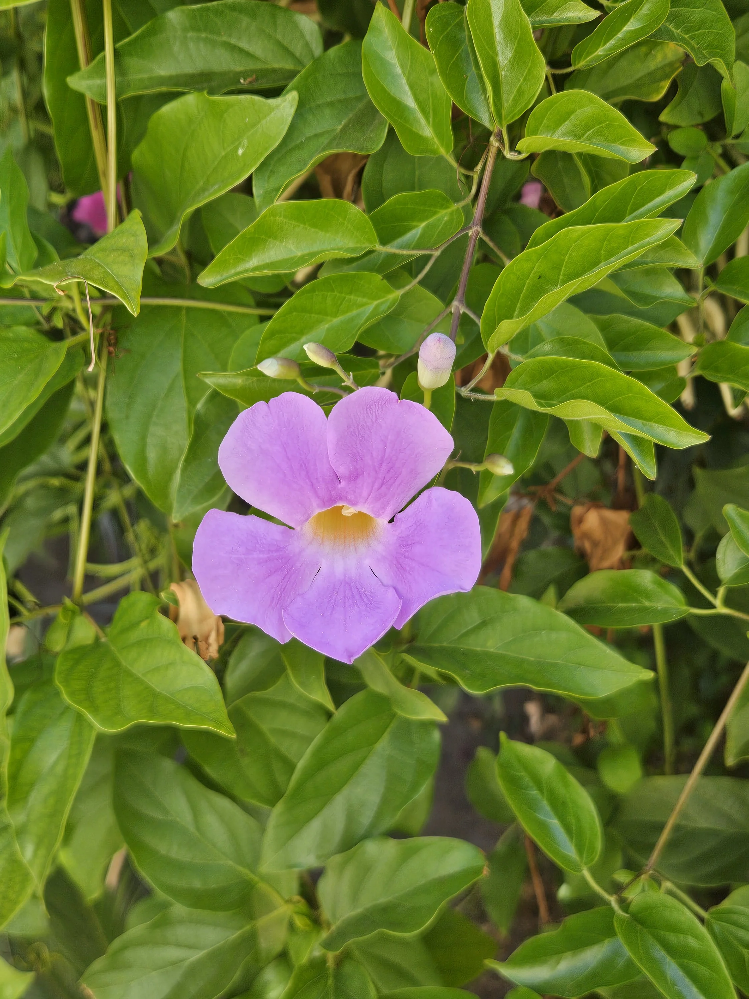 lilac plant.jpg