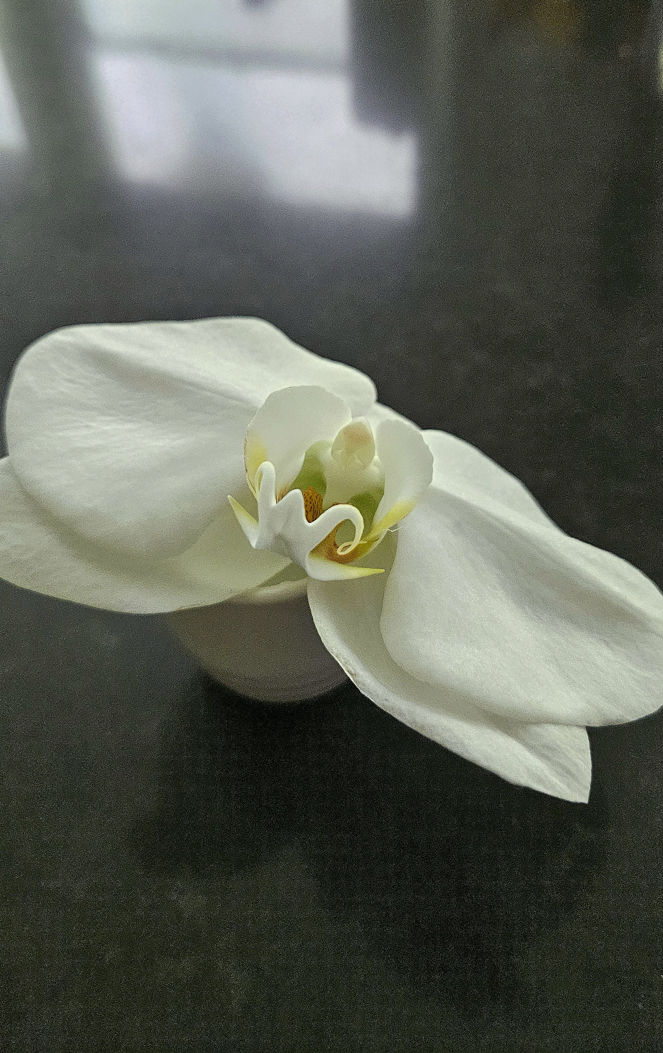 orchid leaf.jpg