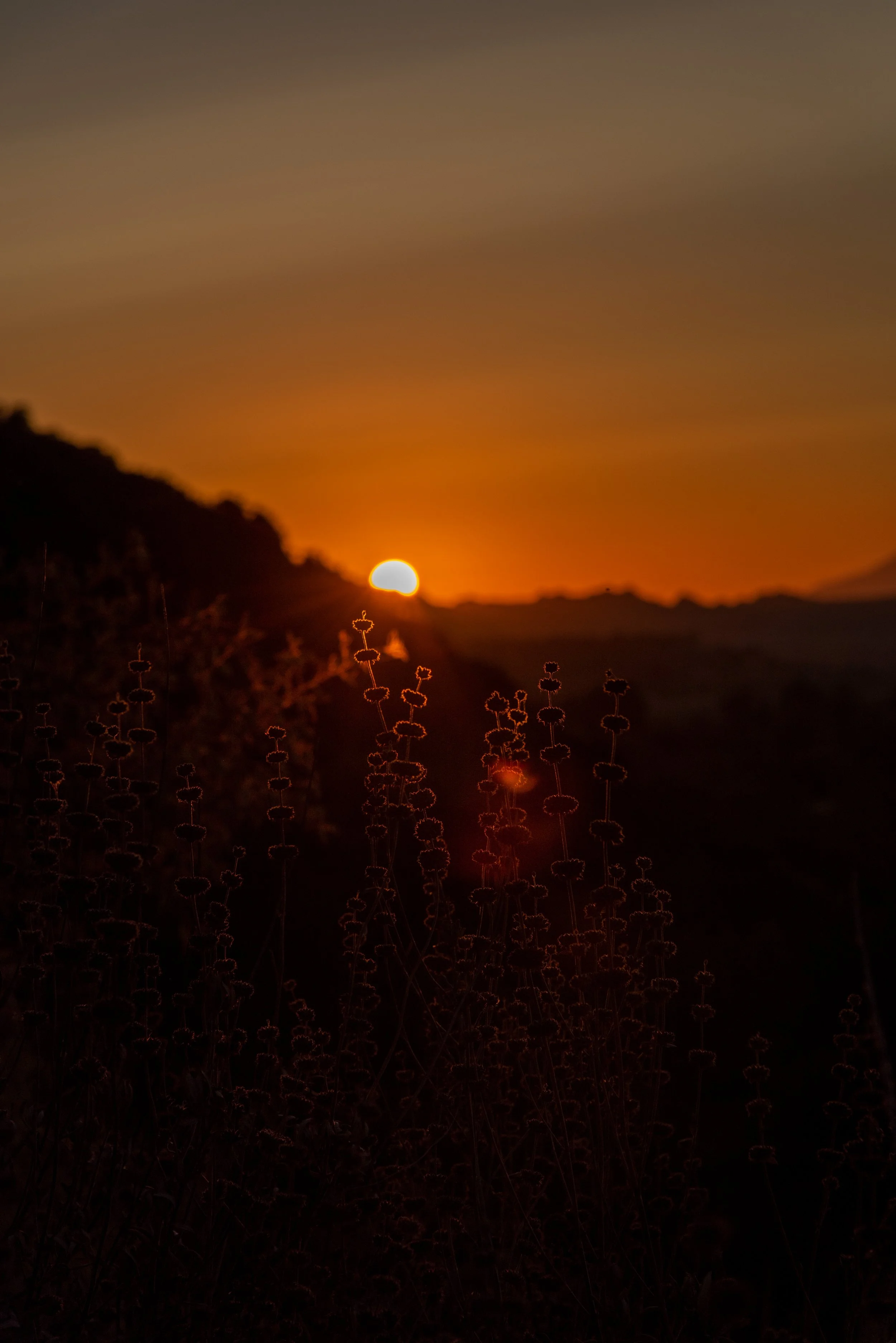 DSC_0966.jpeg