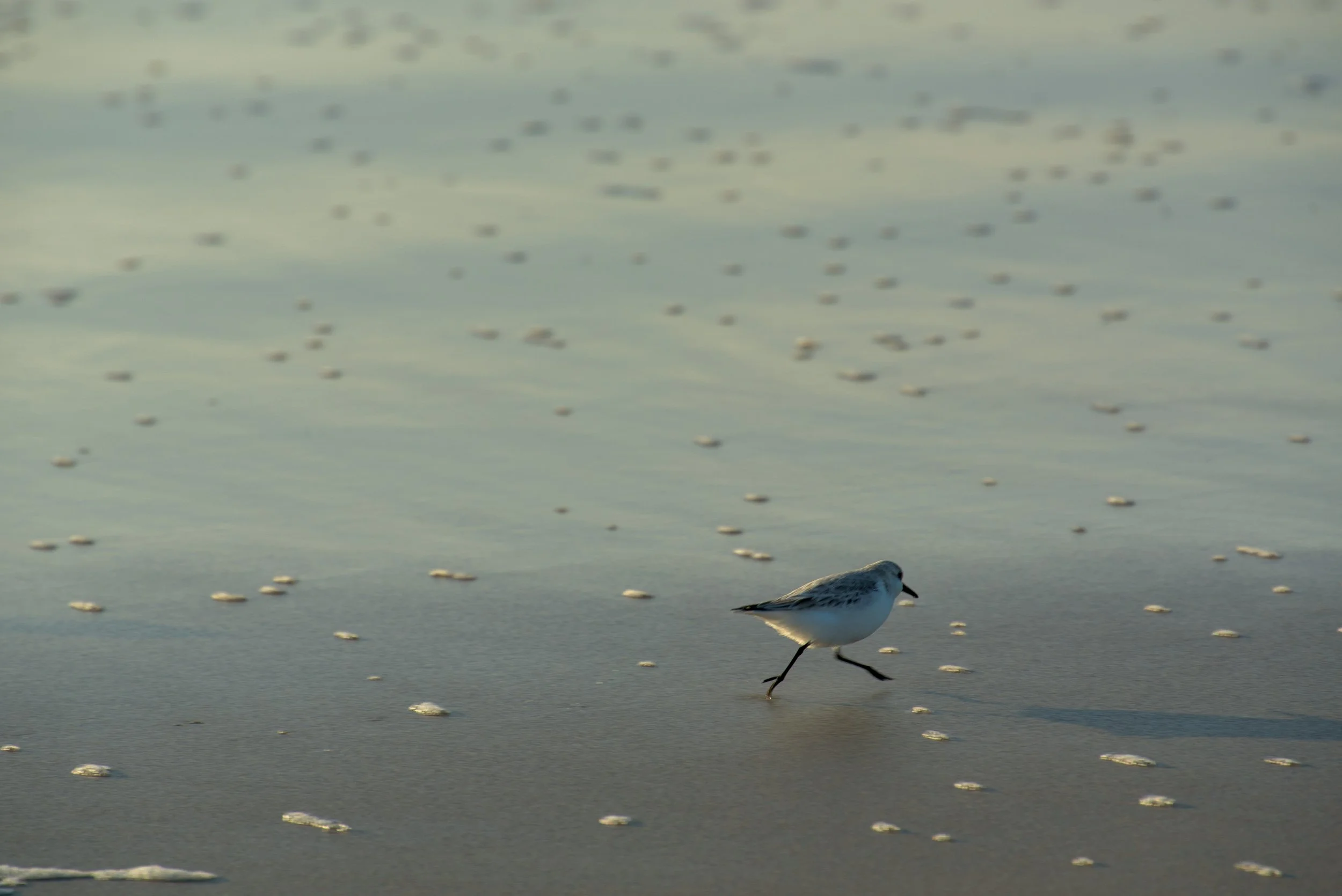 DSC_5602.jpeg